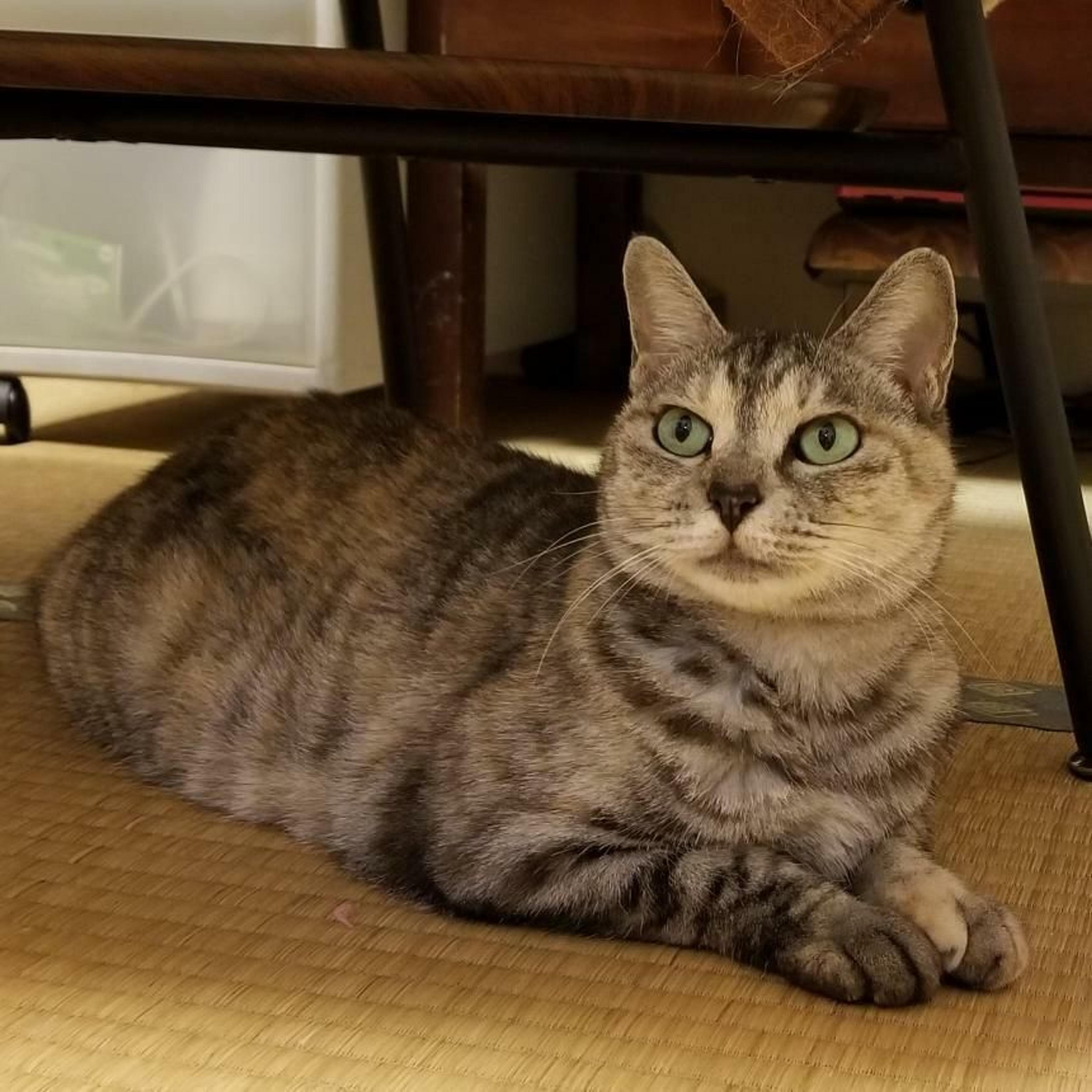 pet-image-5