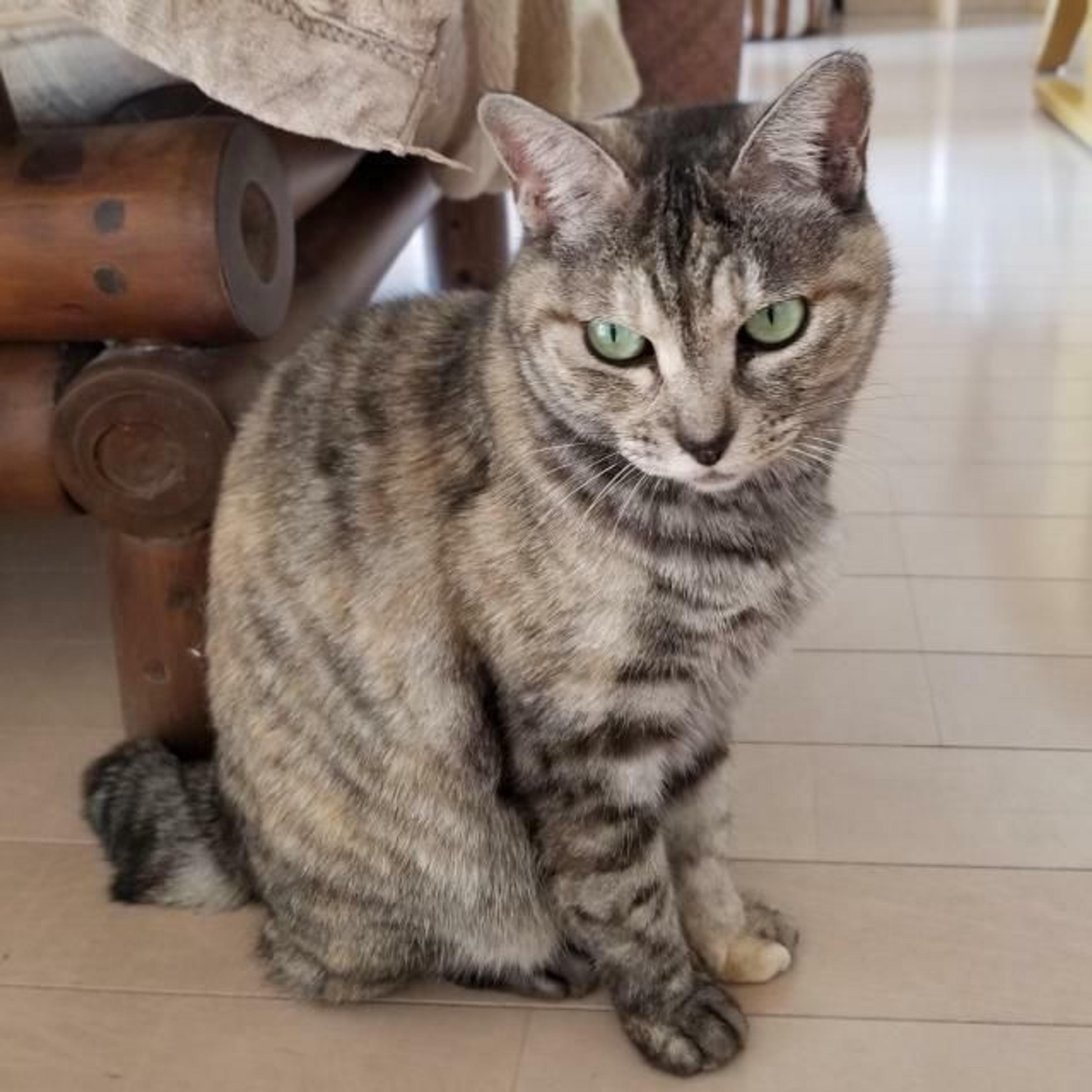 pet-image-6