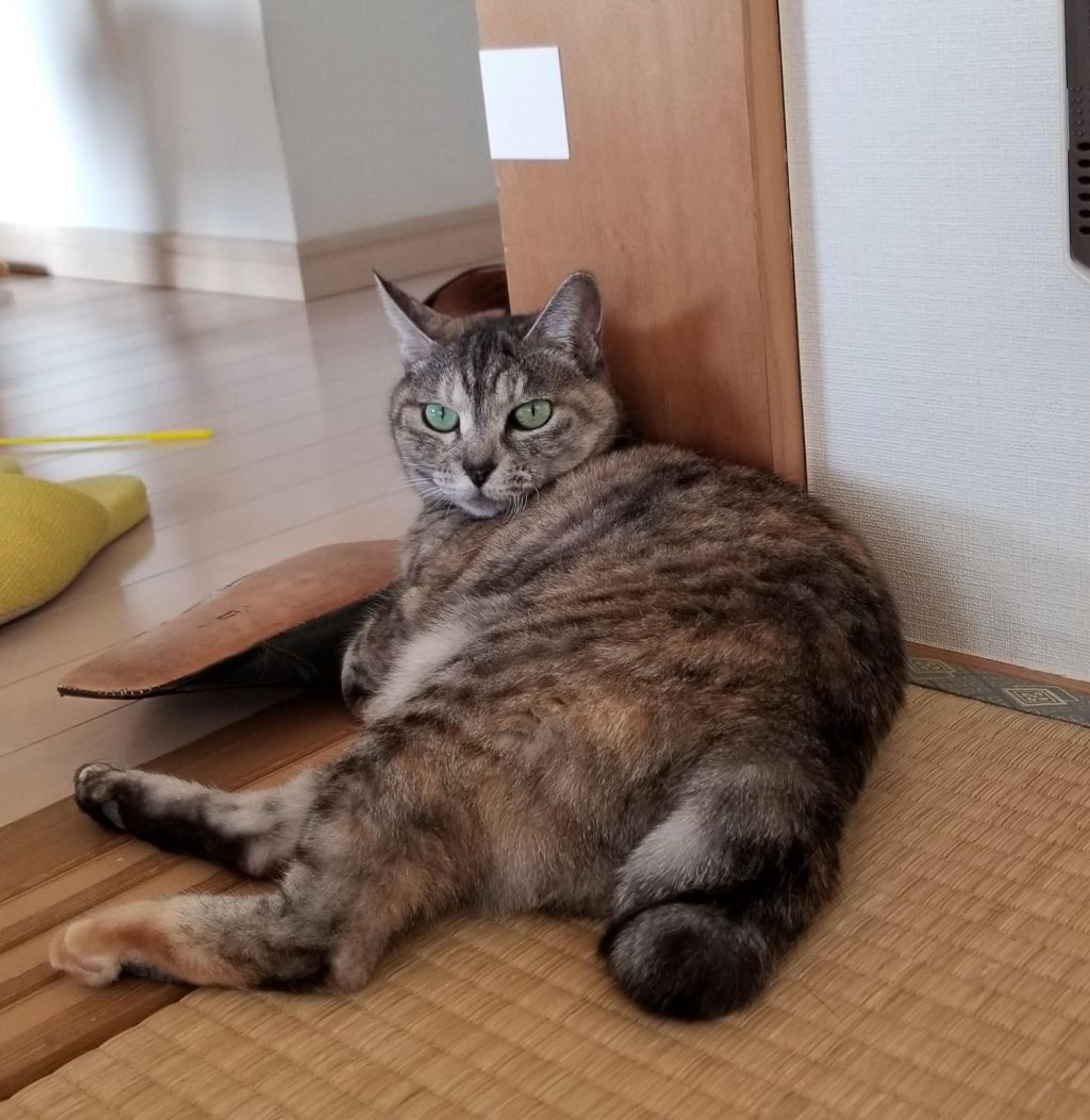 pet-image-7
