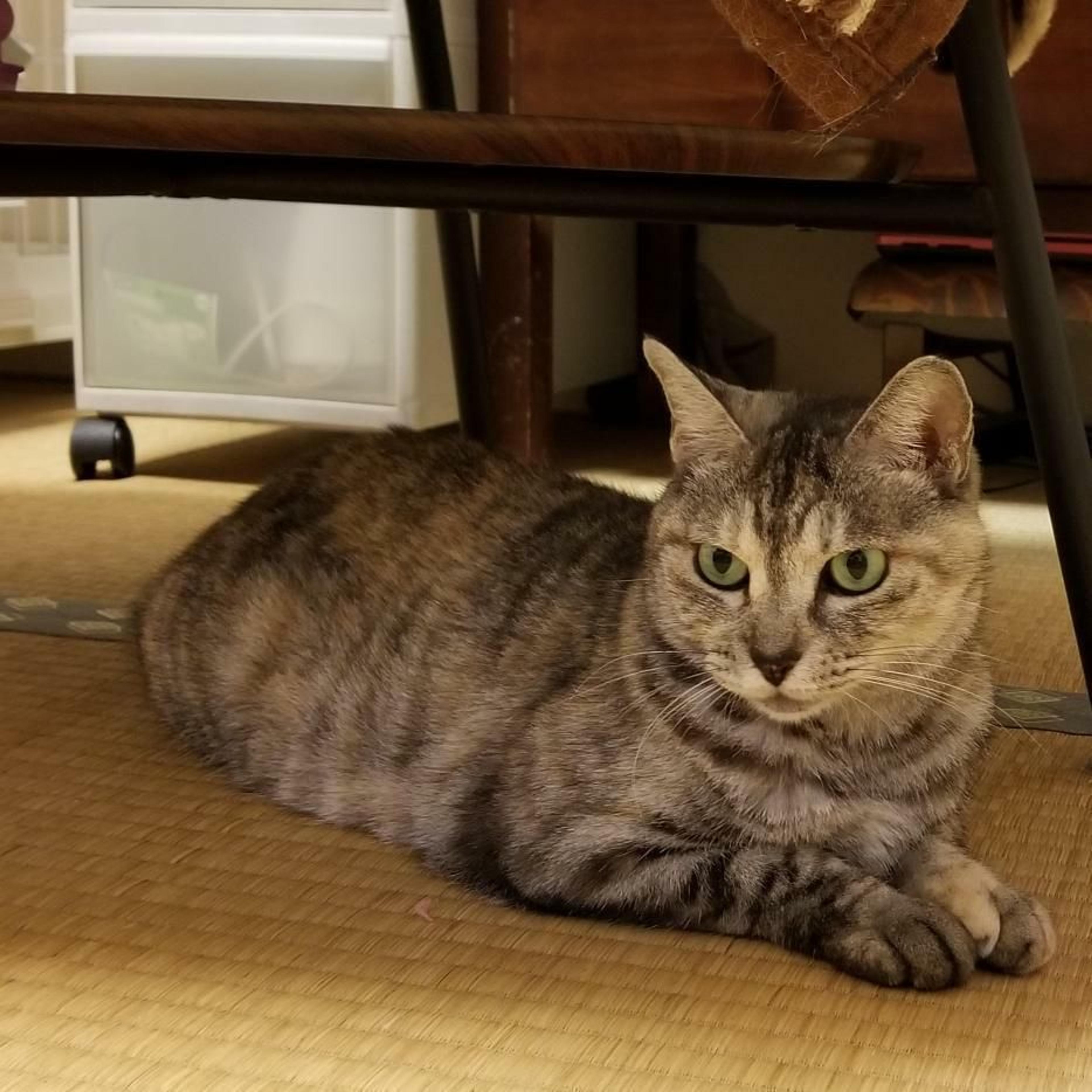 pet-image-9