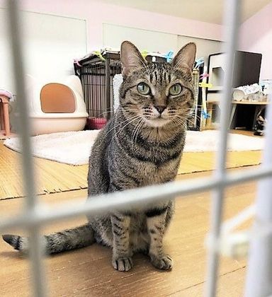 雑種（ミックス猫）・メスの里親募集の写真
