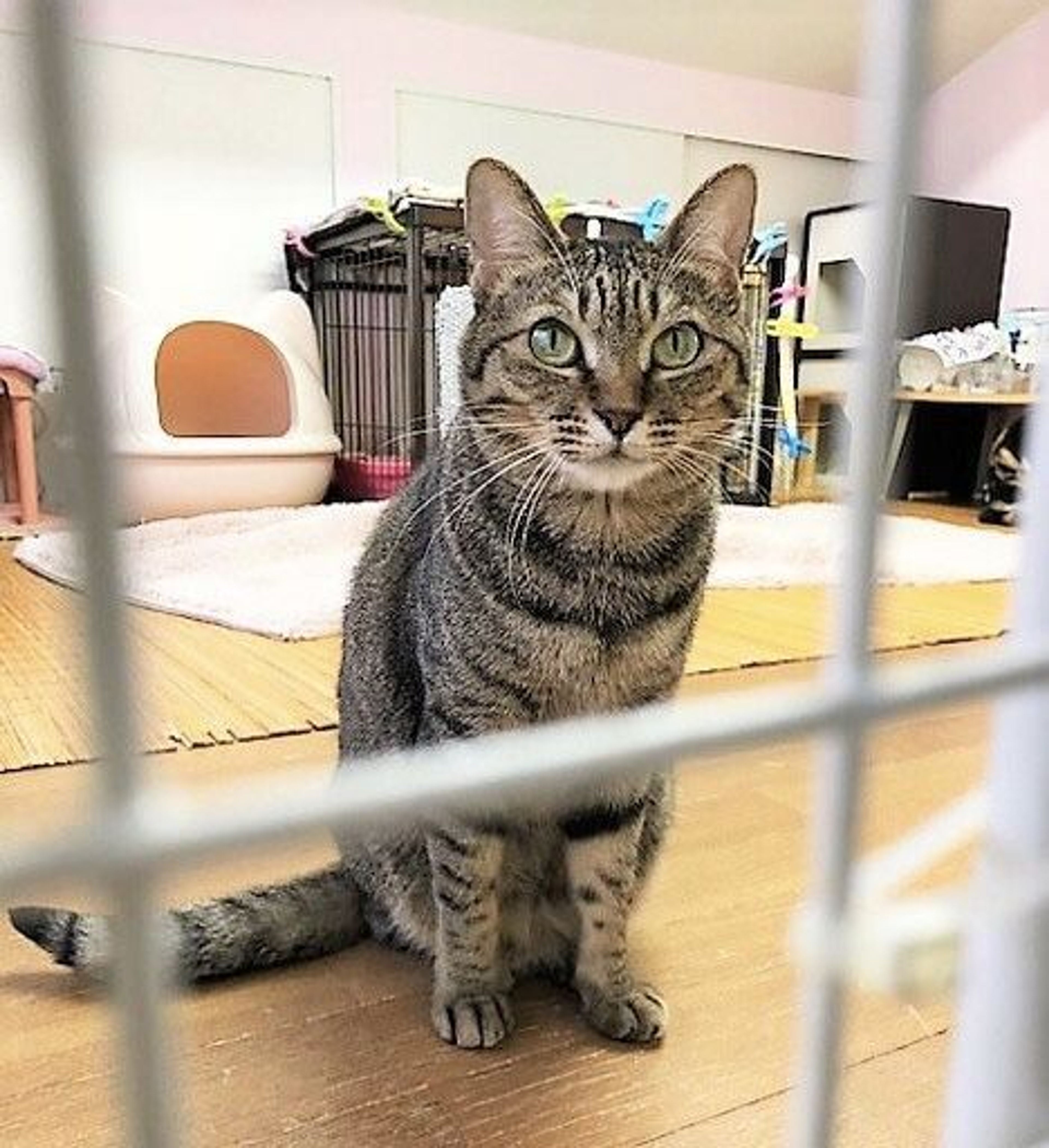 雑種（ミックス猫）・メスの里親募集の写真