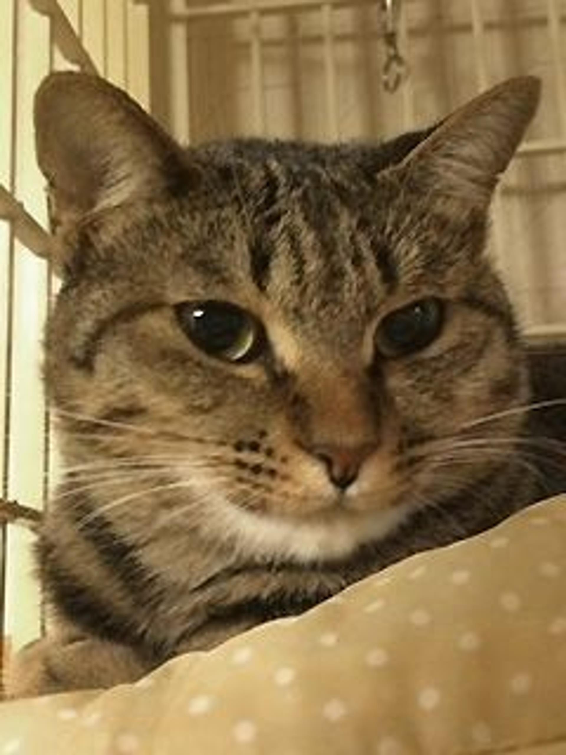 pet-image-9