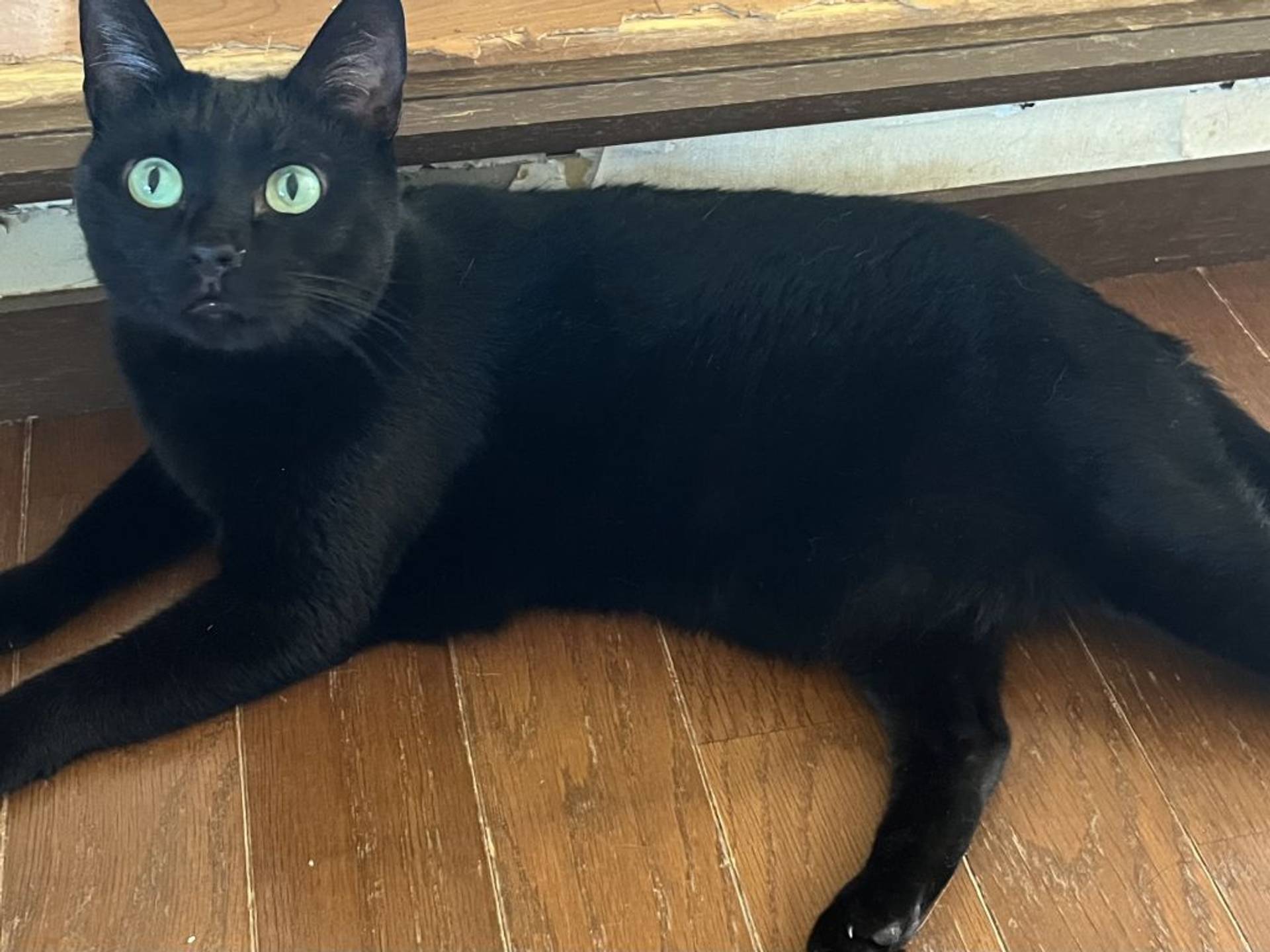 雑種（ミックス猫）・メスの里親募集の写真