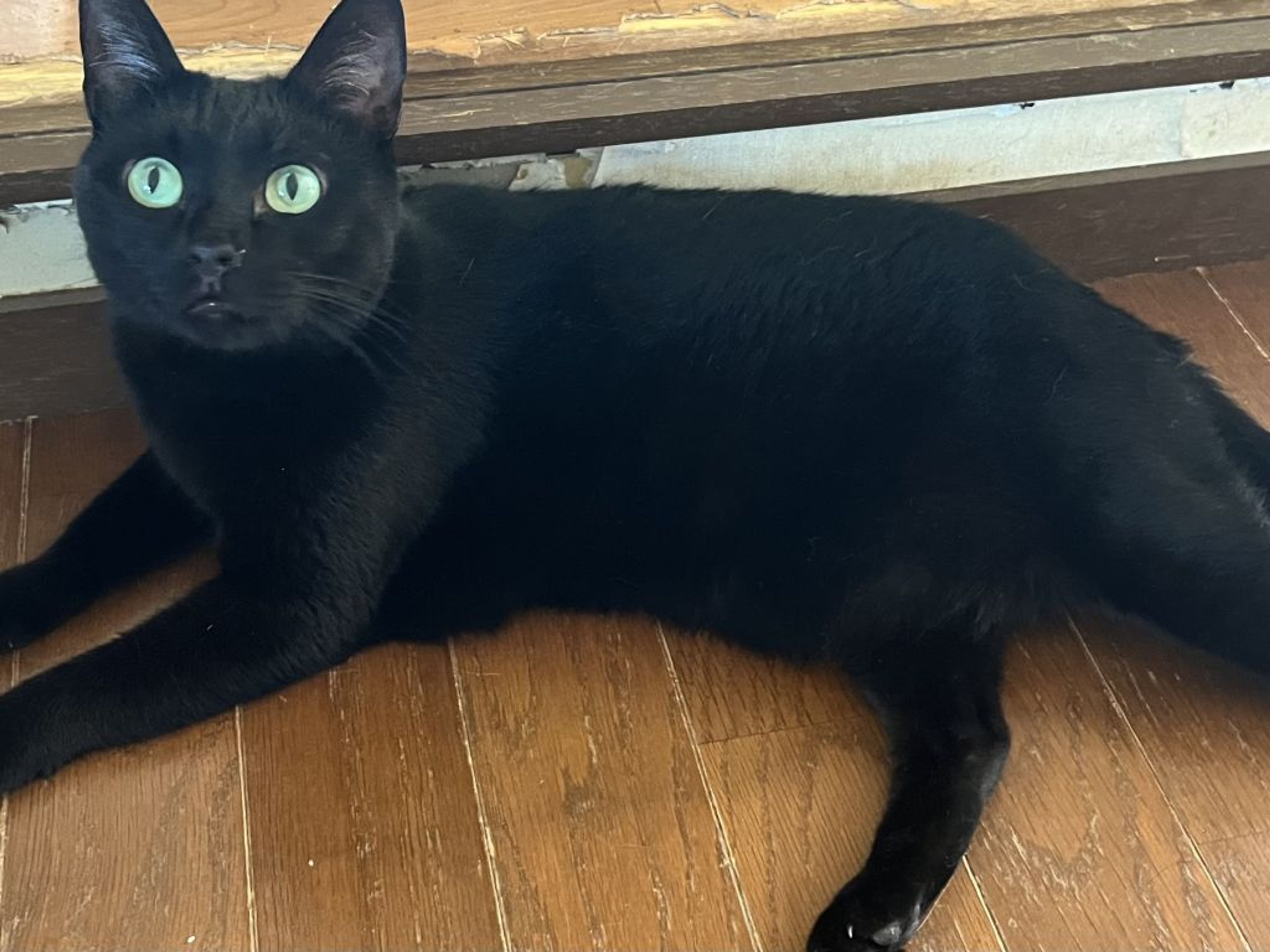 雑種（ミックス猫）・メスの里親募集の写真