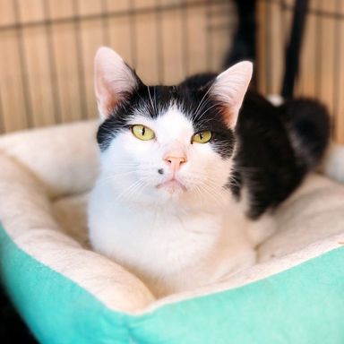 雑種（ミックス猫）・オスの里親募集の写真