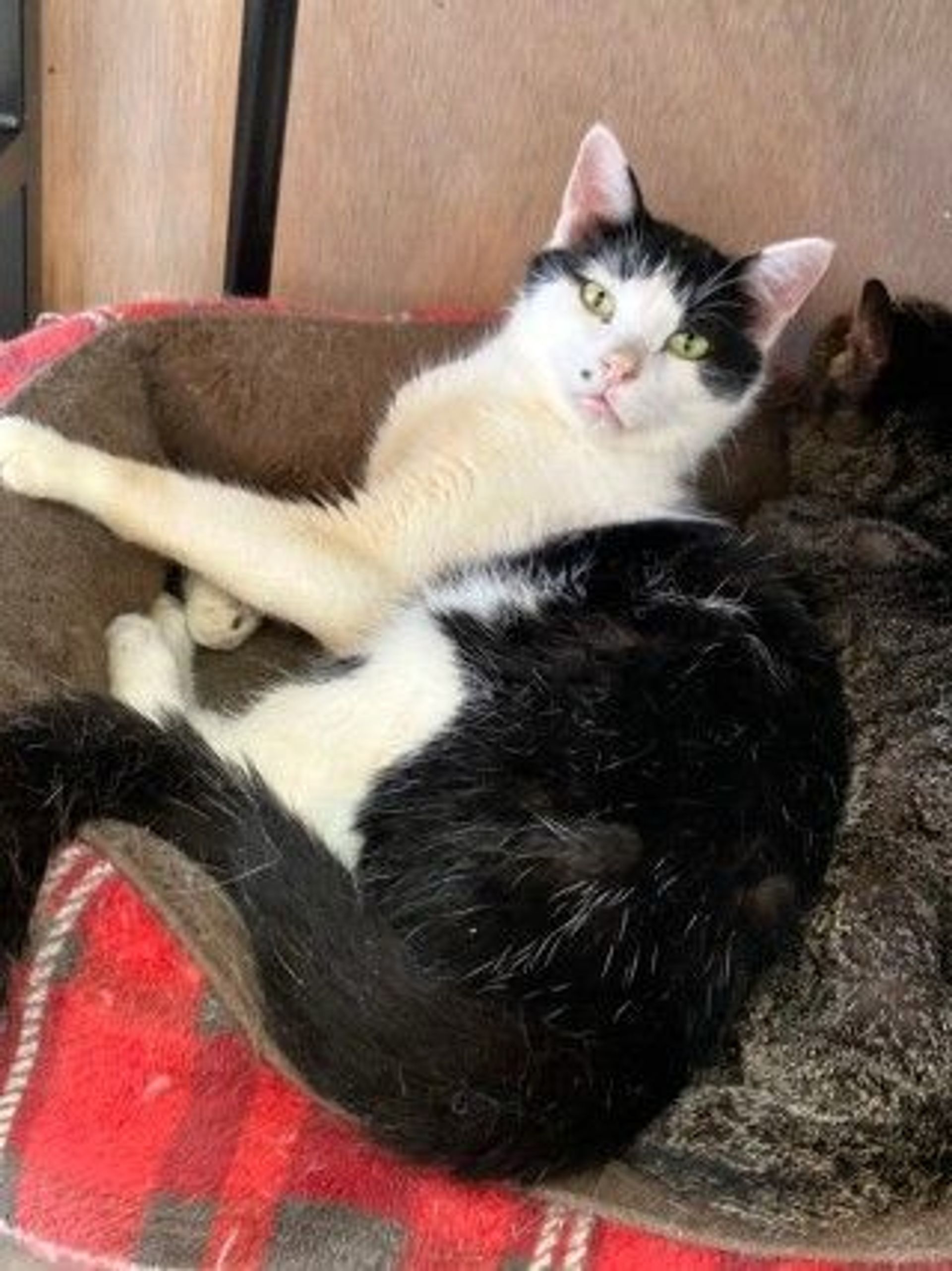 雑種（ミックス猫）・オスの里親募集の写真