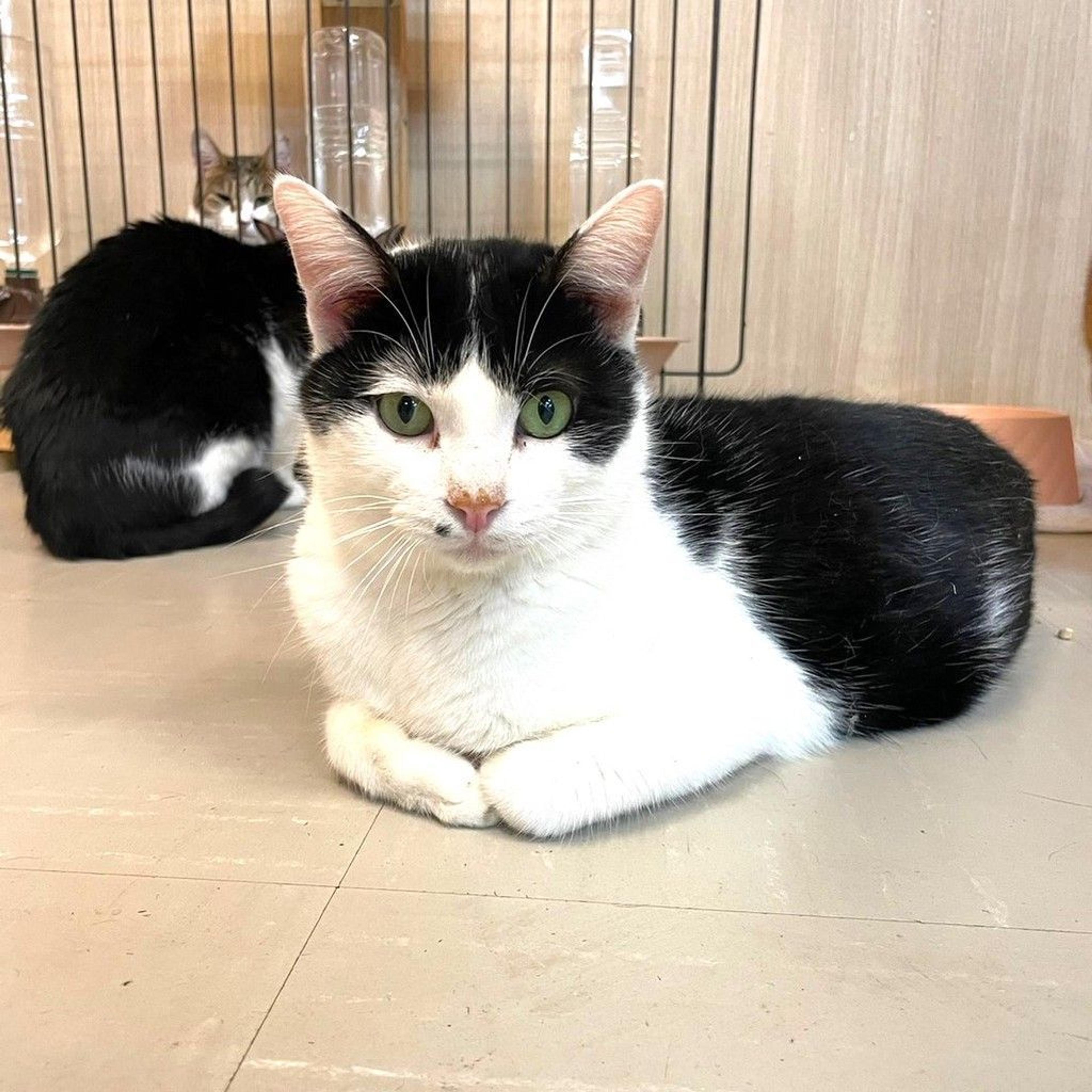 pet-image-4