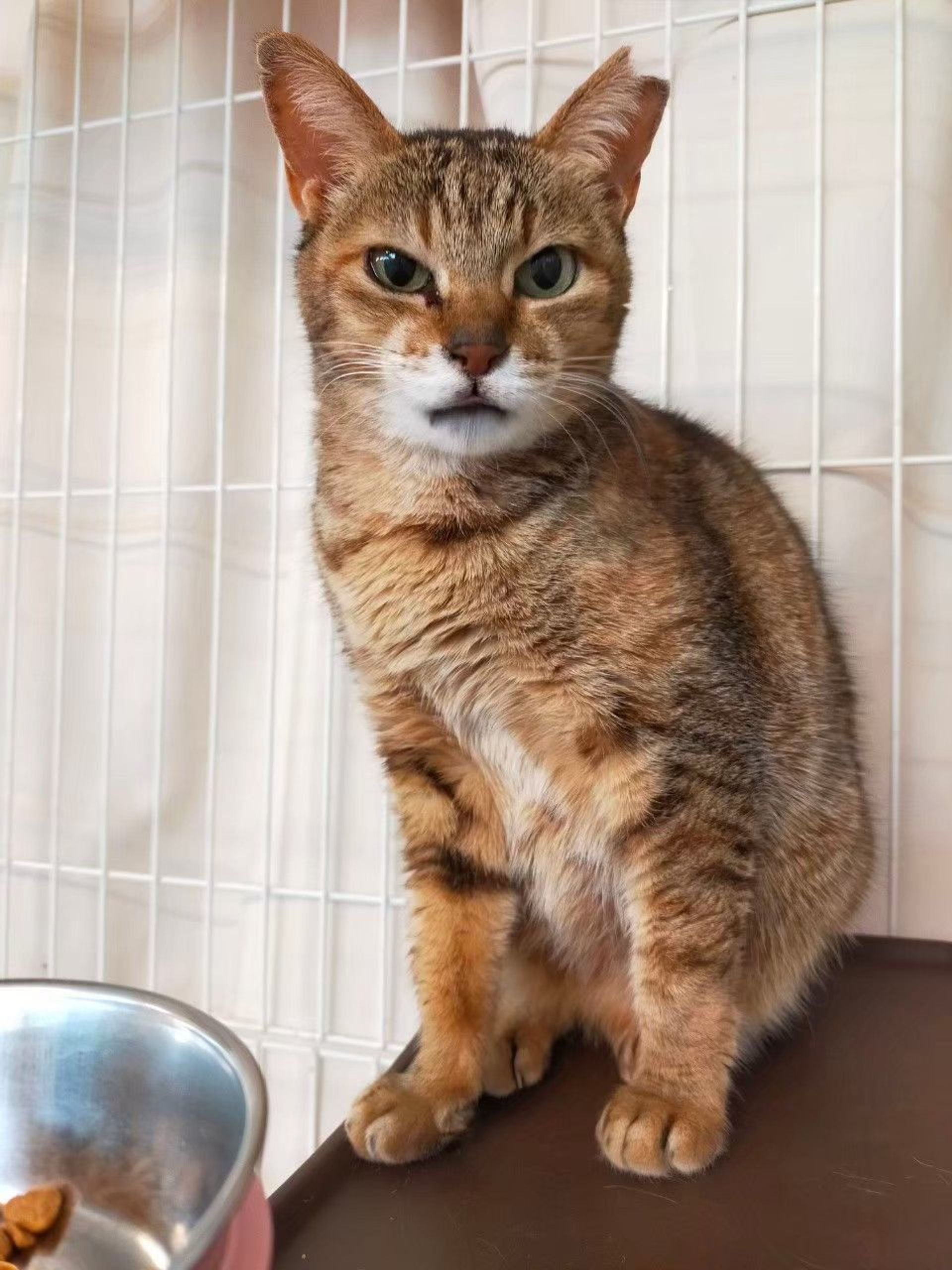 雑種（ミックス猫）・メスの里親募集の写真