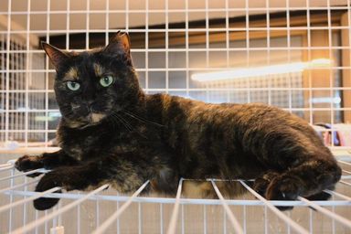 雑種（ミックス猫）・メスの里親募集の写真