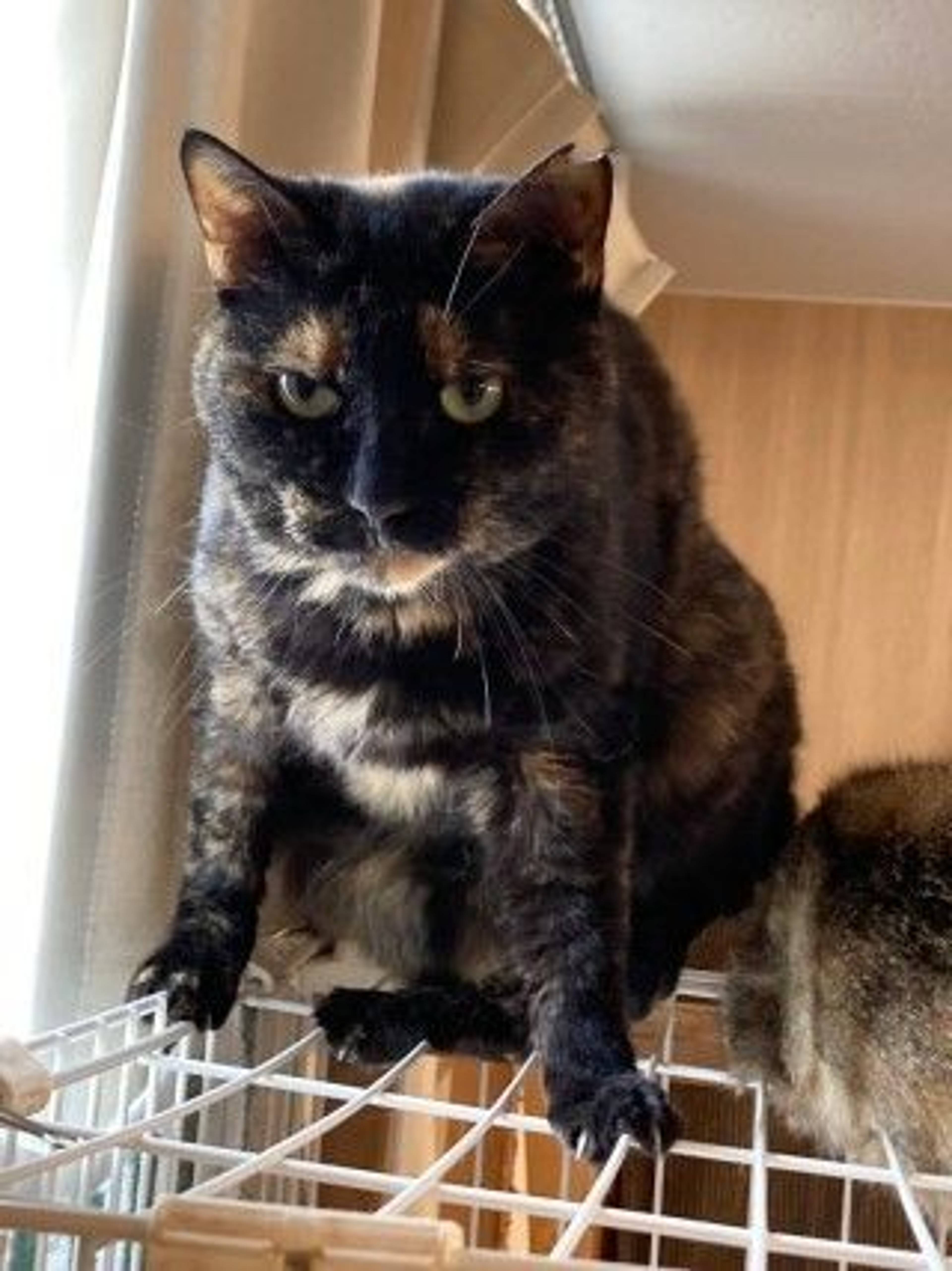 雑種（ミックス猫）・メスの里親募集の写真