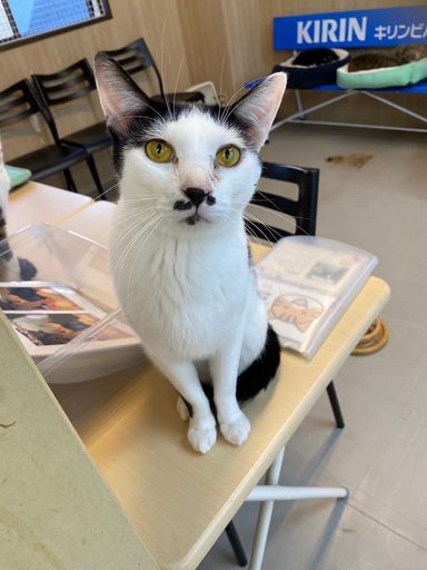 雑種（ミックス猫）・オスの里親募集の写真