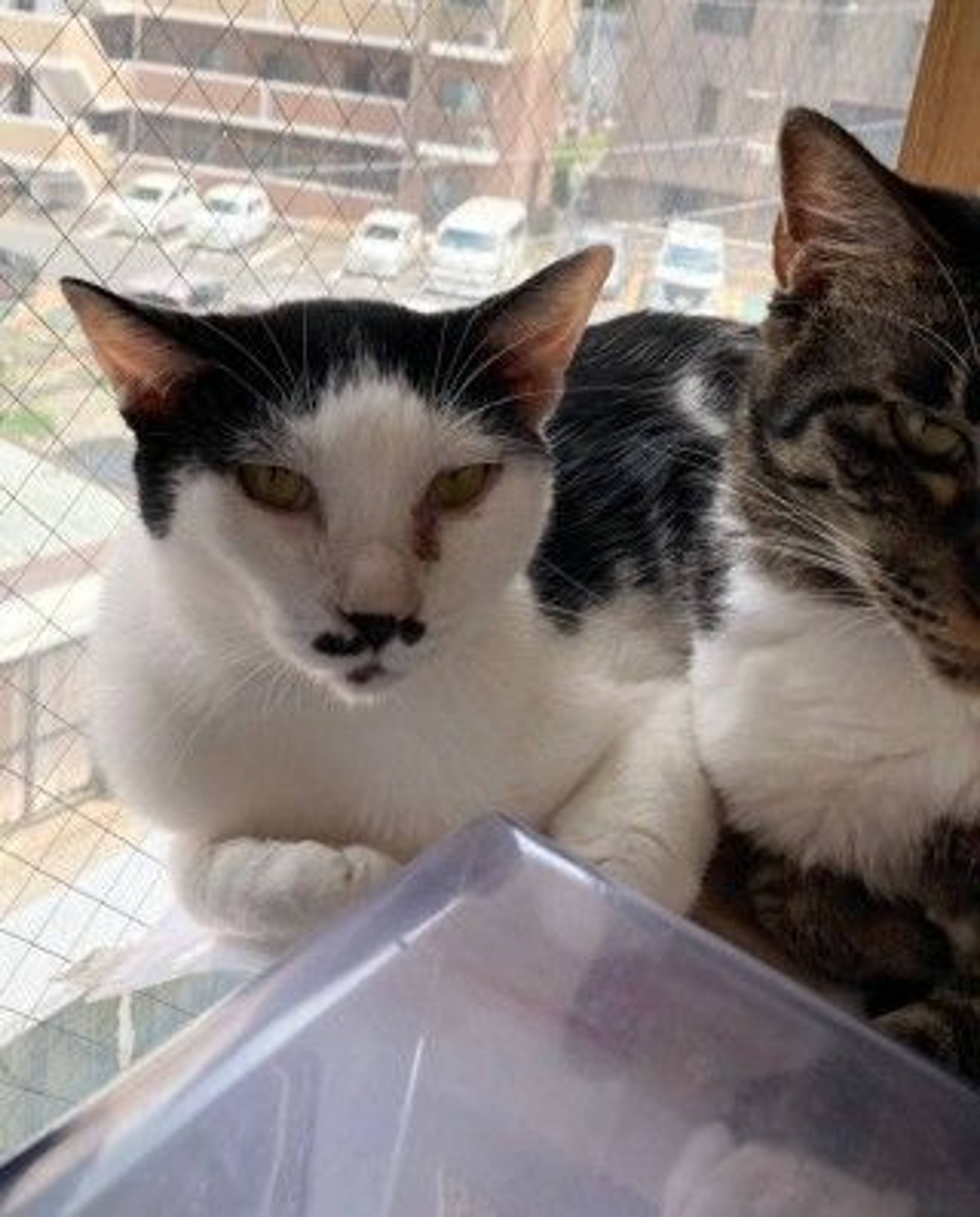 雑種（ミックス猫）・オスの里親募集の写真