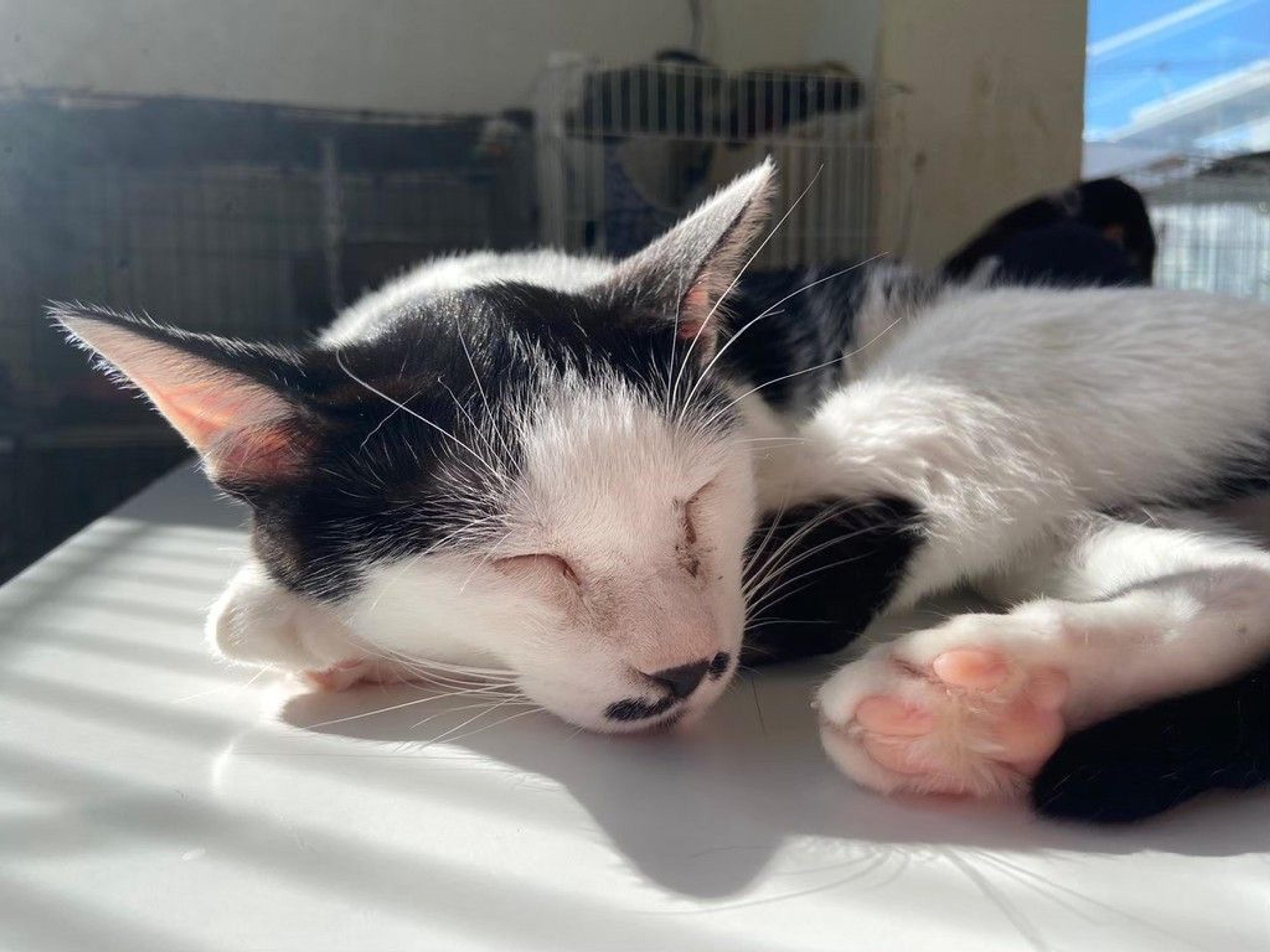pet-image-3