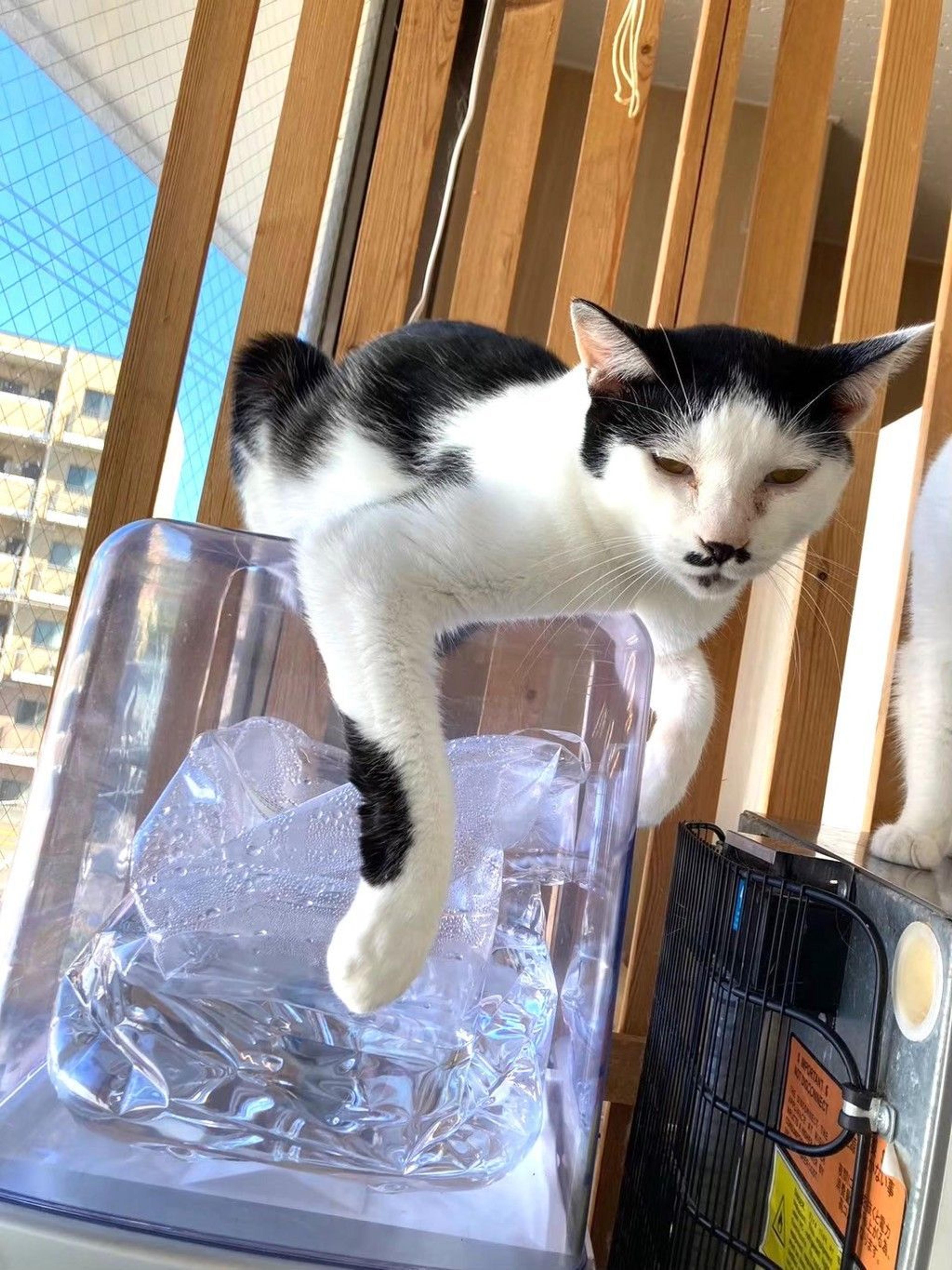 pet-image-8
