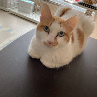 雑種（ミックス猫）・メスの里親募集の写真