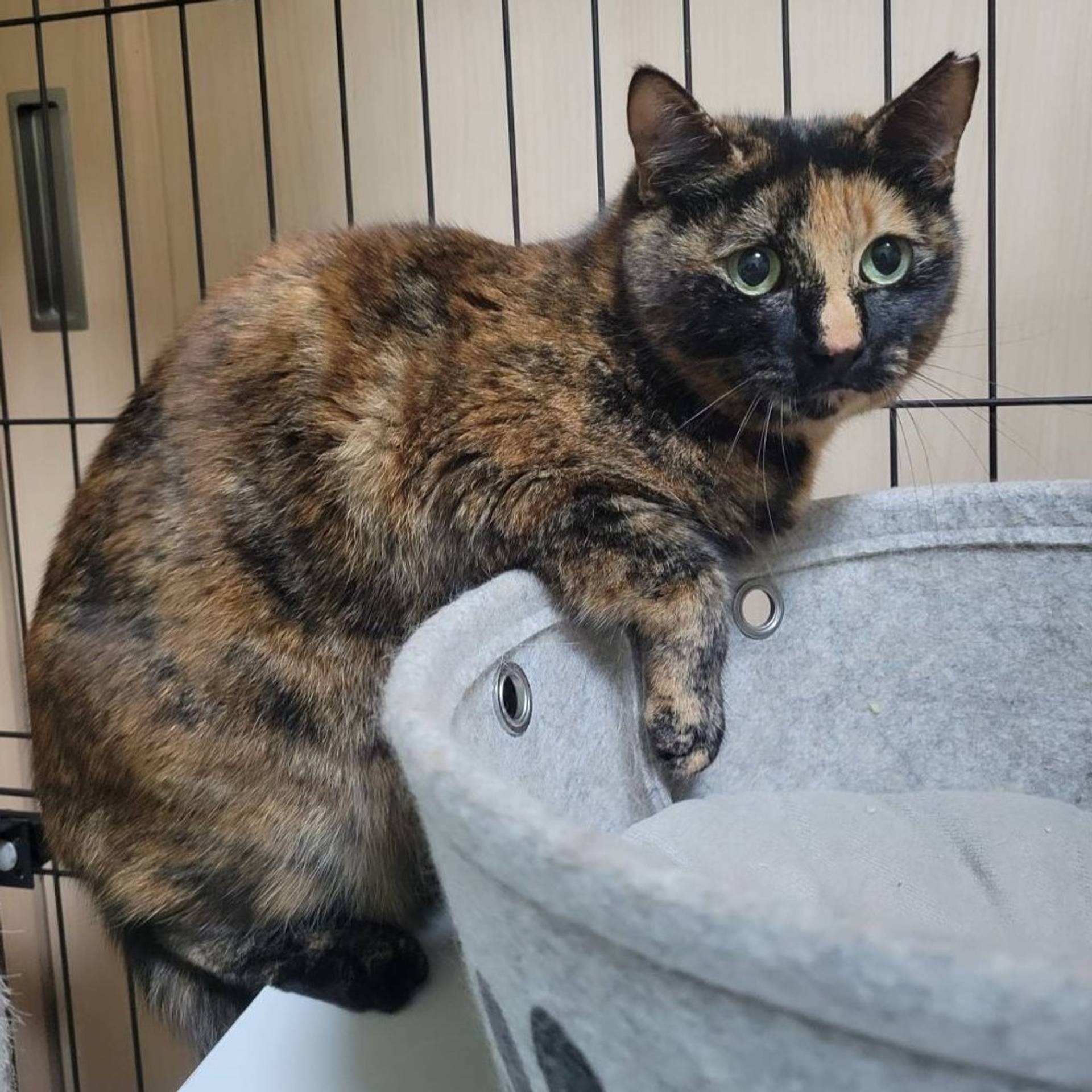 雑種（ミックス猫）・メスの里親募集の写真