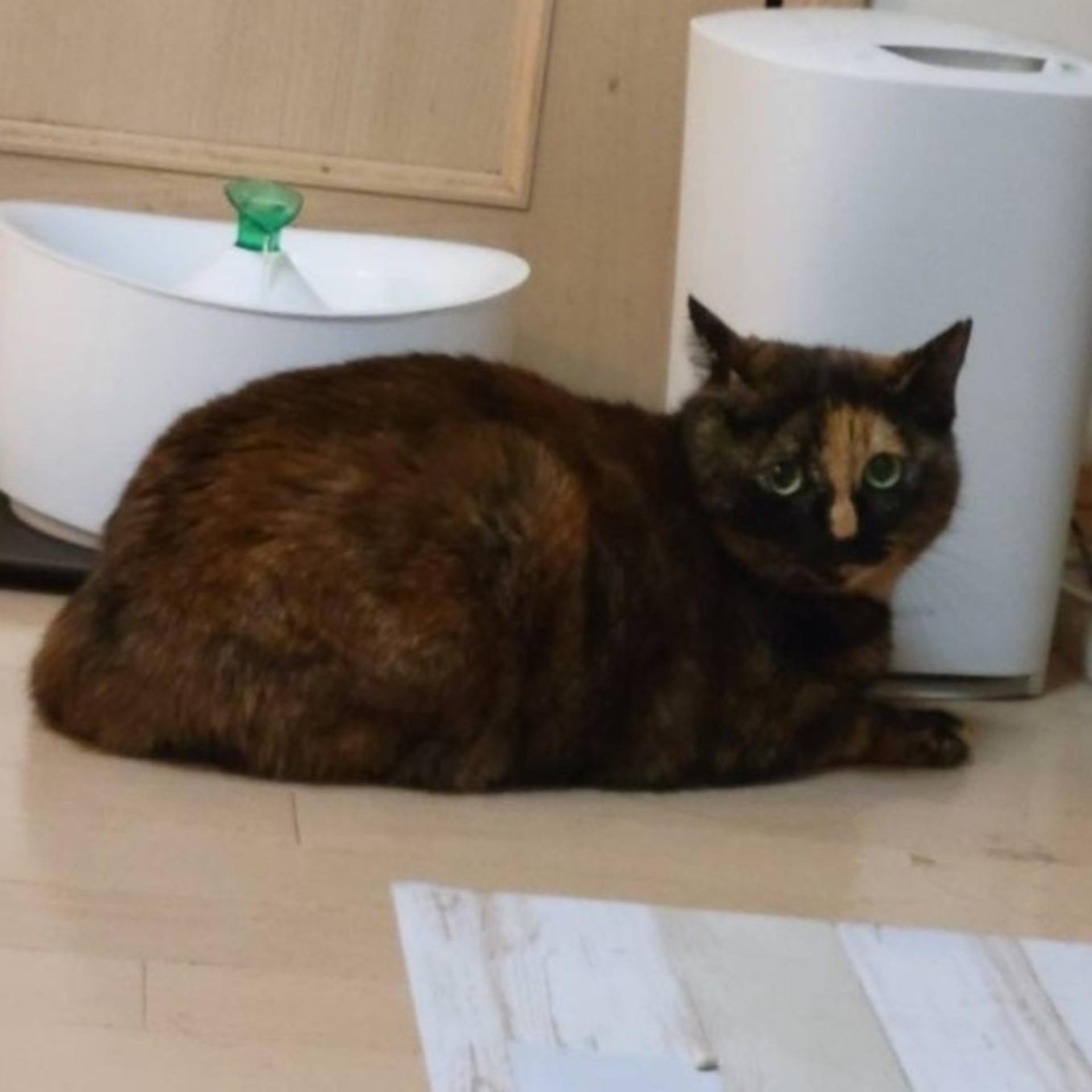 pet-image-2