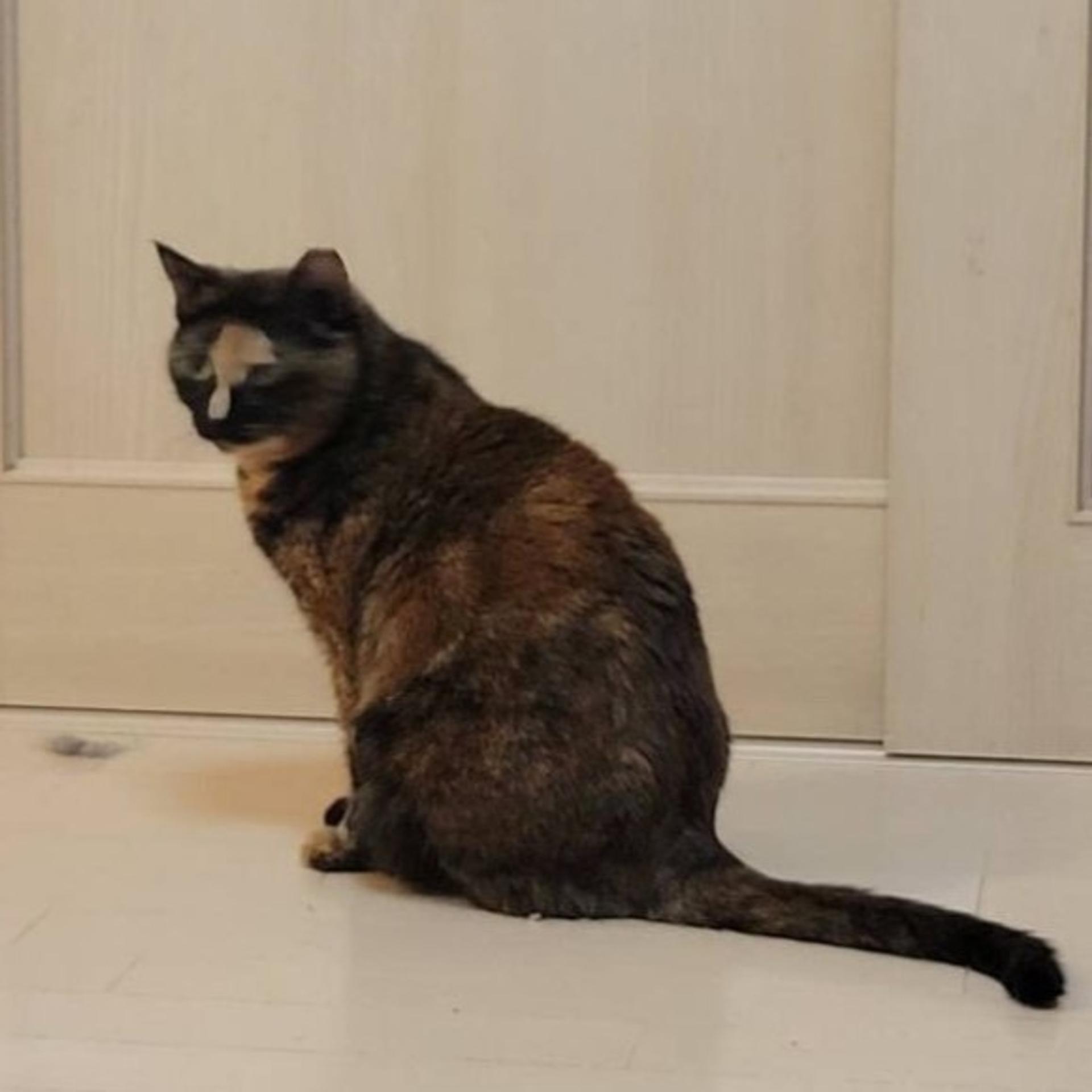 pet-image-3