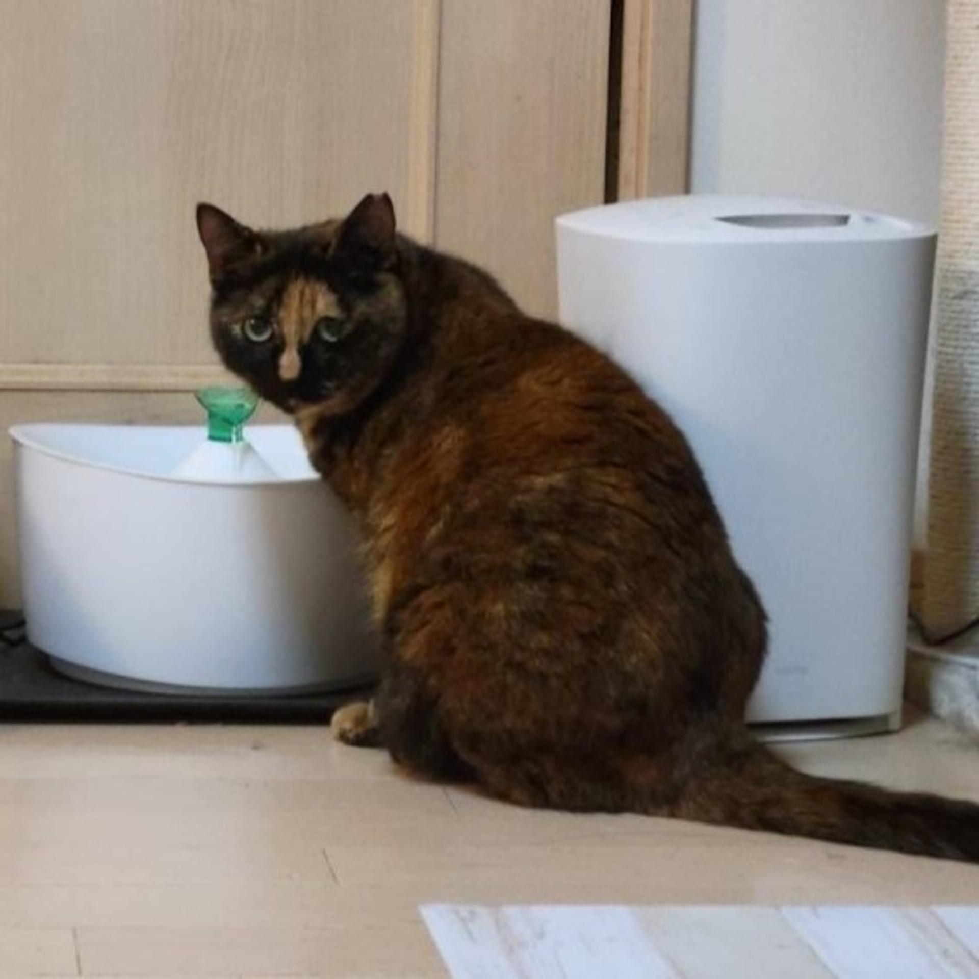 pet-image-4