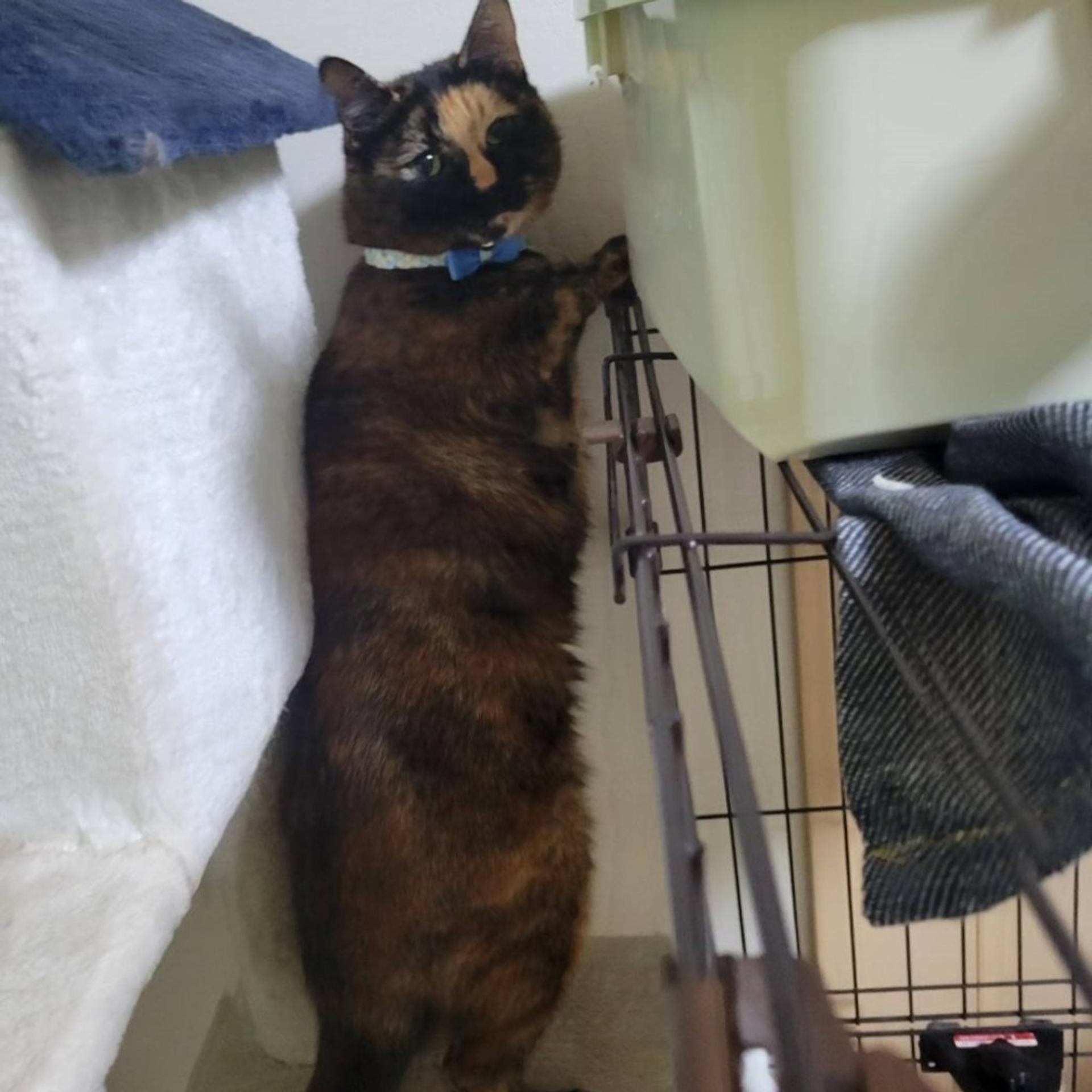 pet-image-7