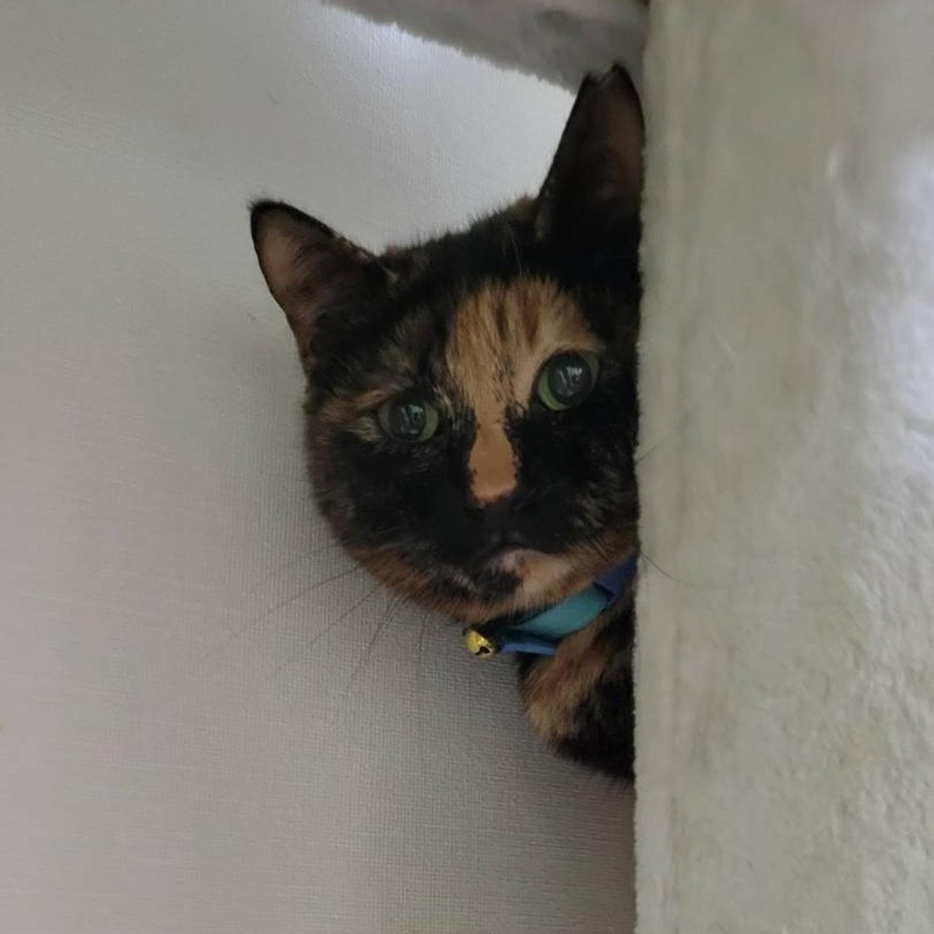 pet-image-8