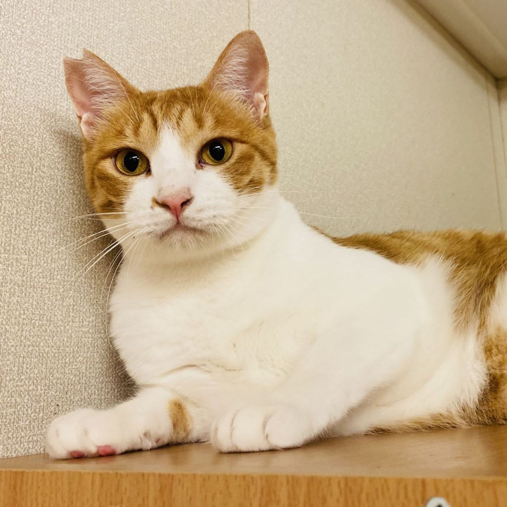 雑種（ミックス猫）・オスの里親募集の写真