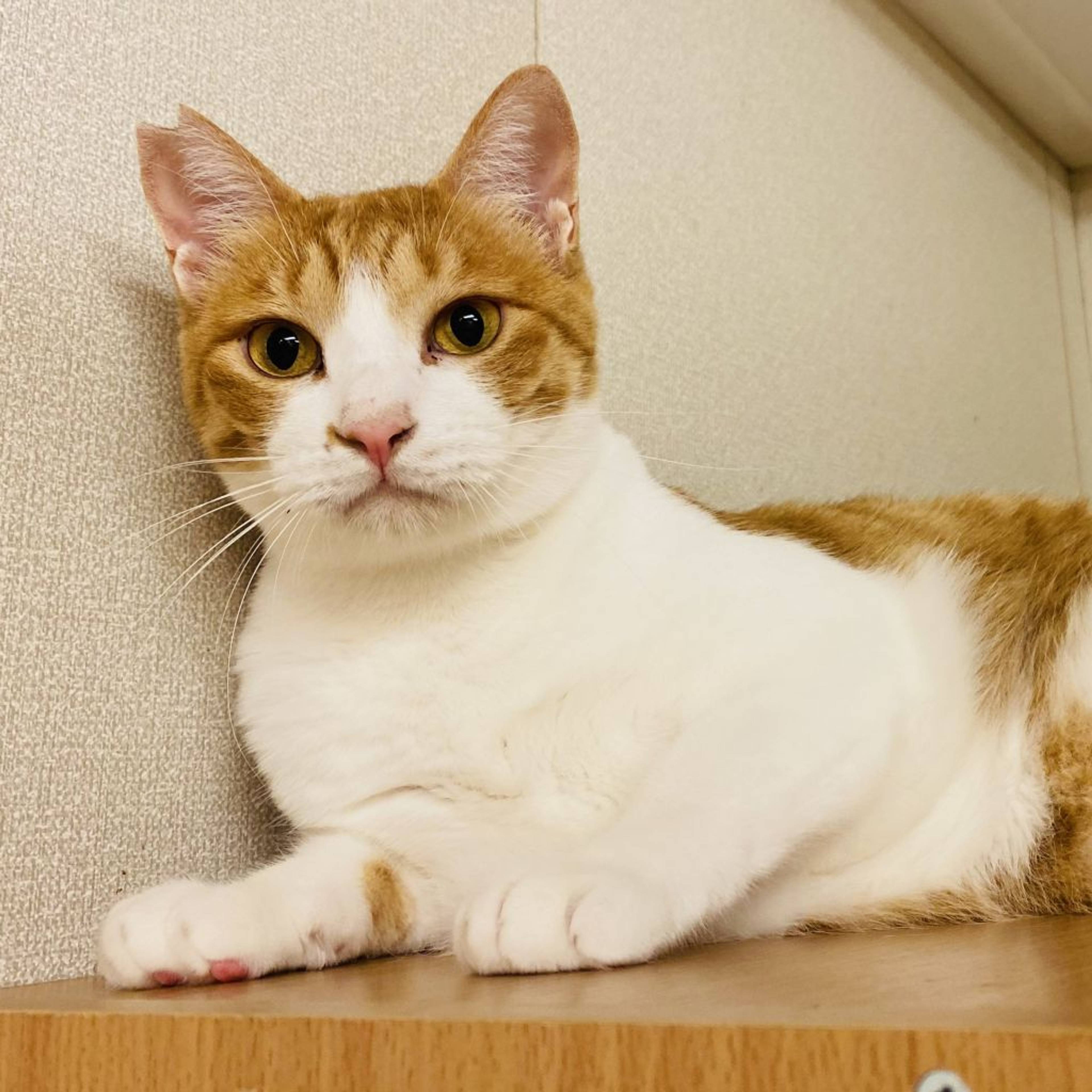 雑種（ミックス猫）・オスの里親募集の写真