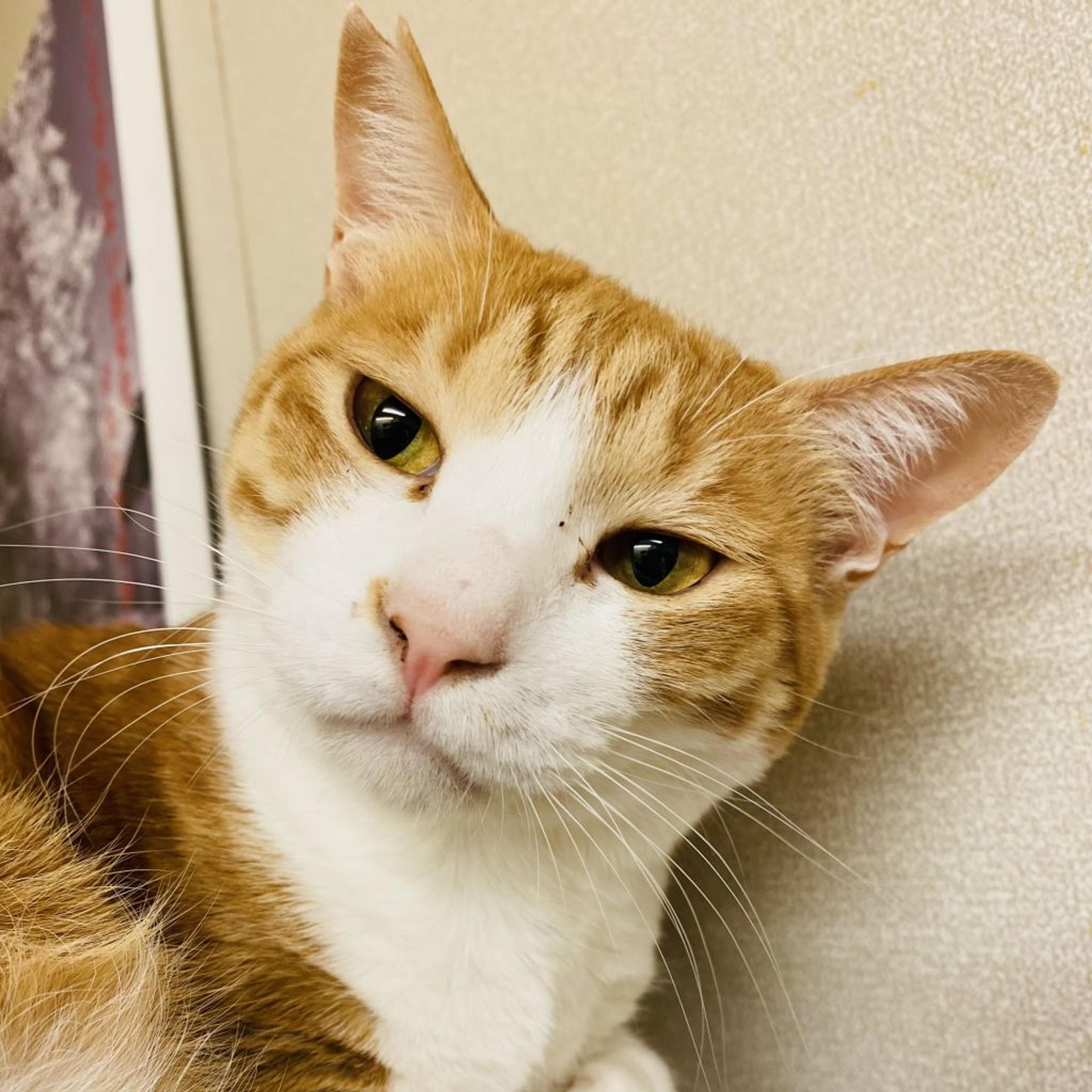 pet-image-2