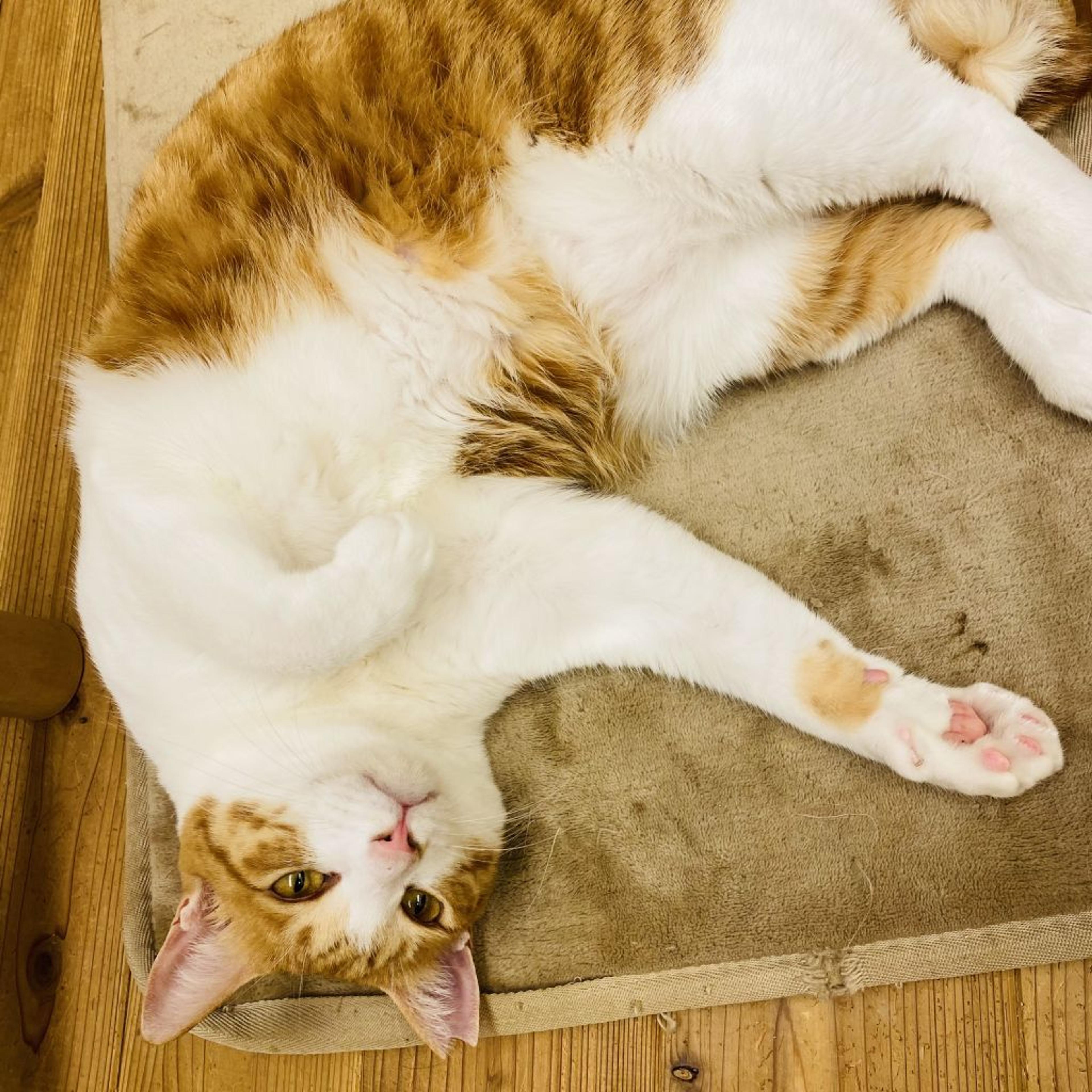 pet-image-3