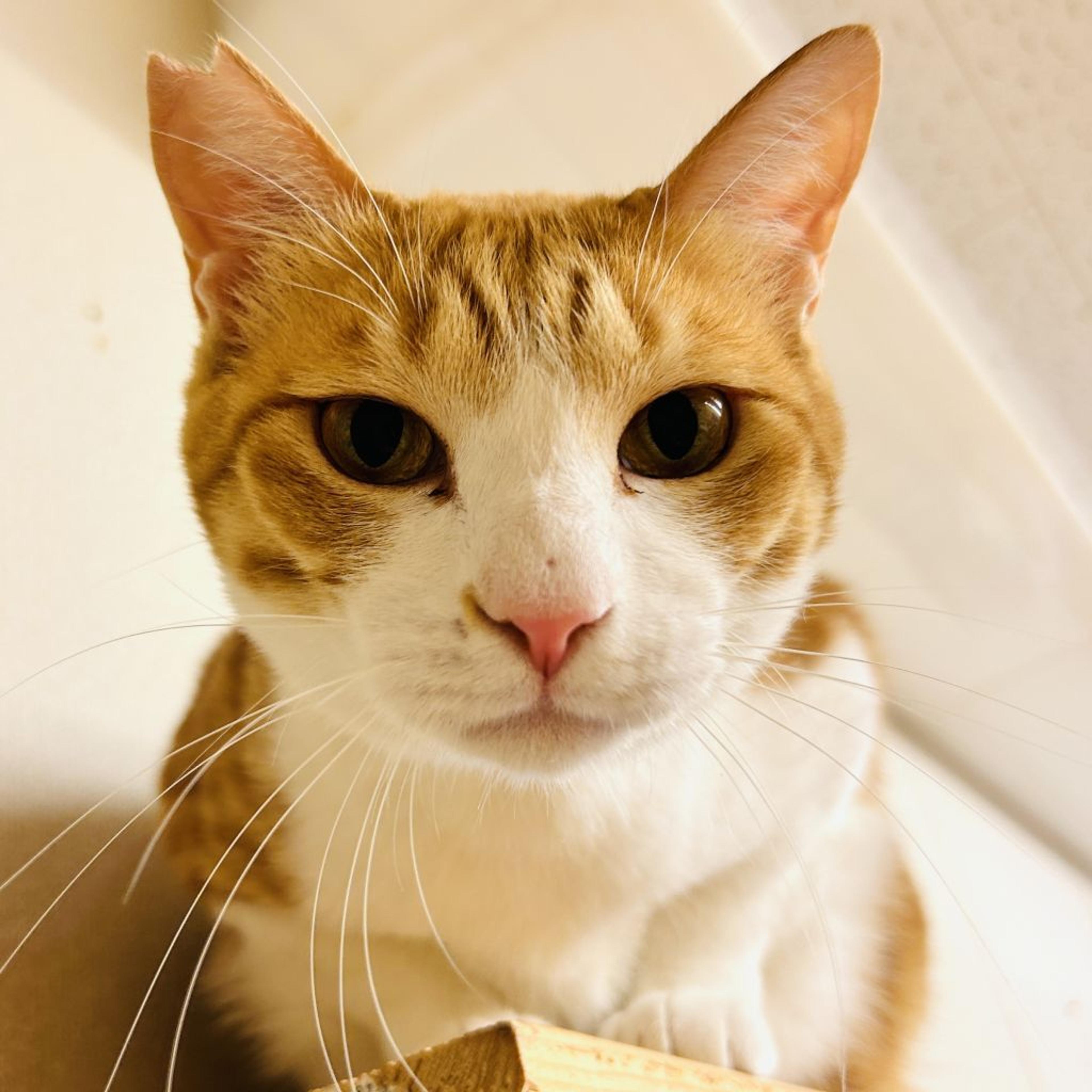 pet-image-4
