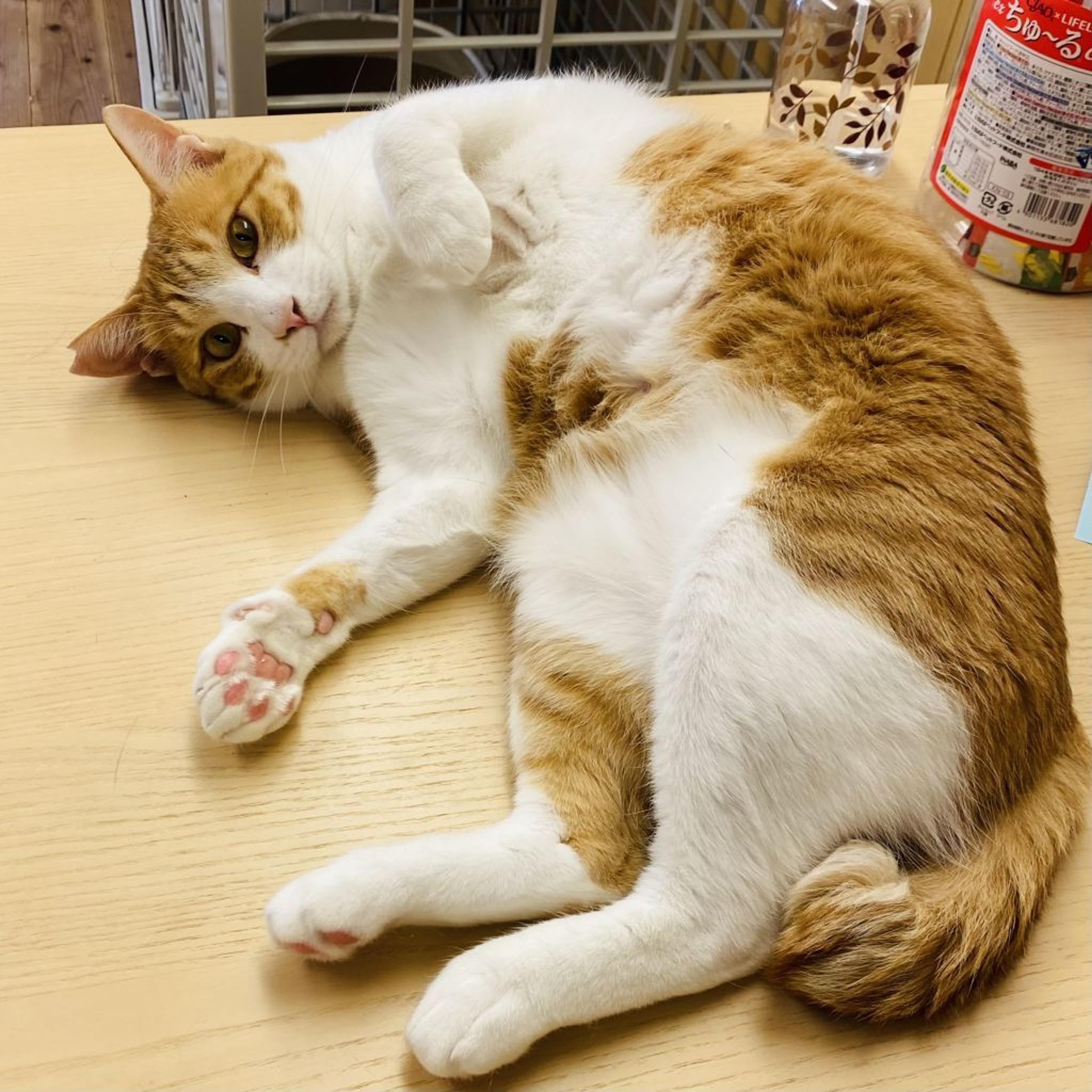 pet-image-5