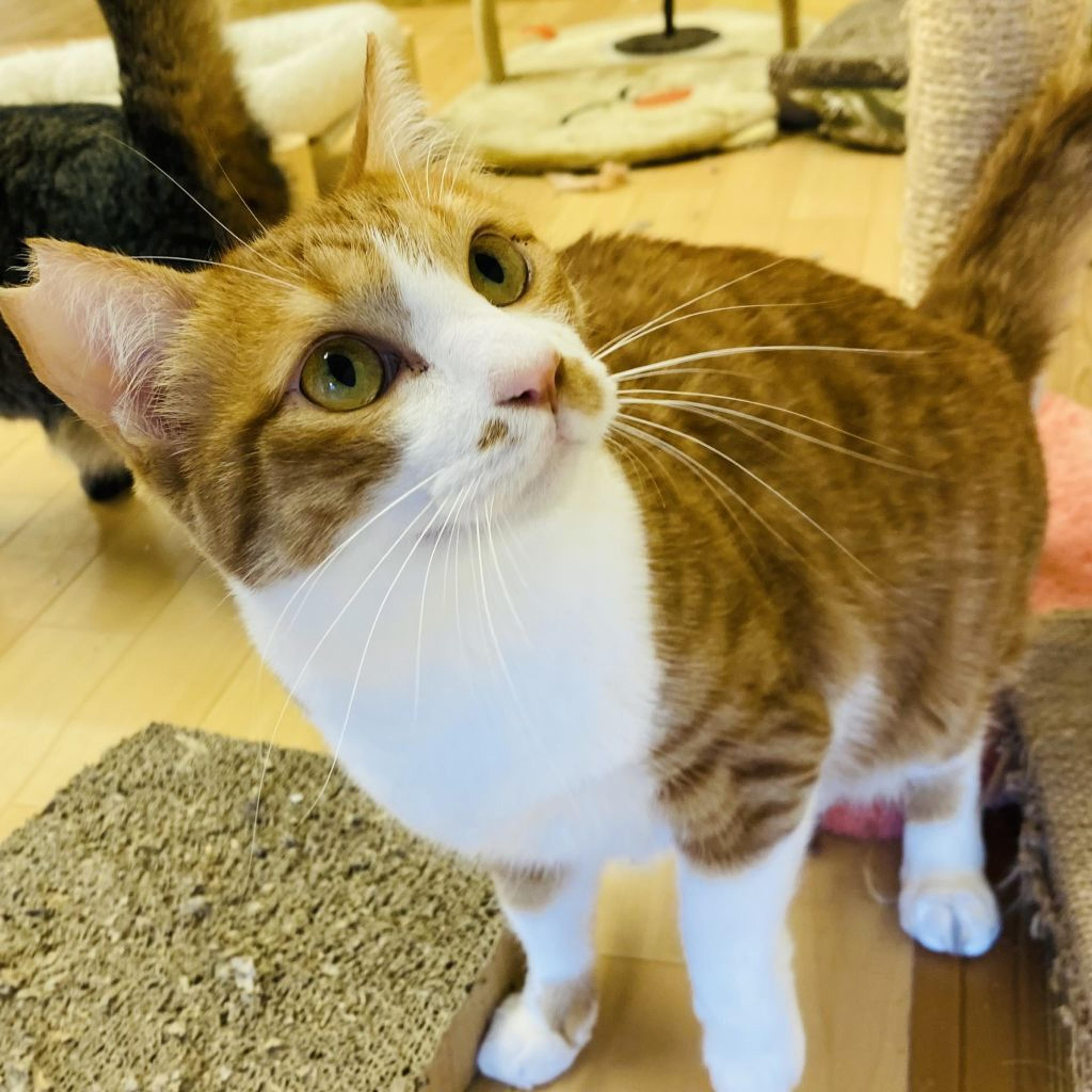 pet-image-2