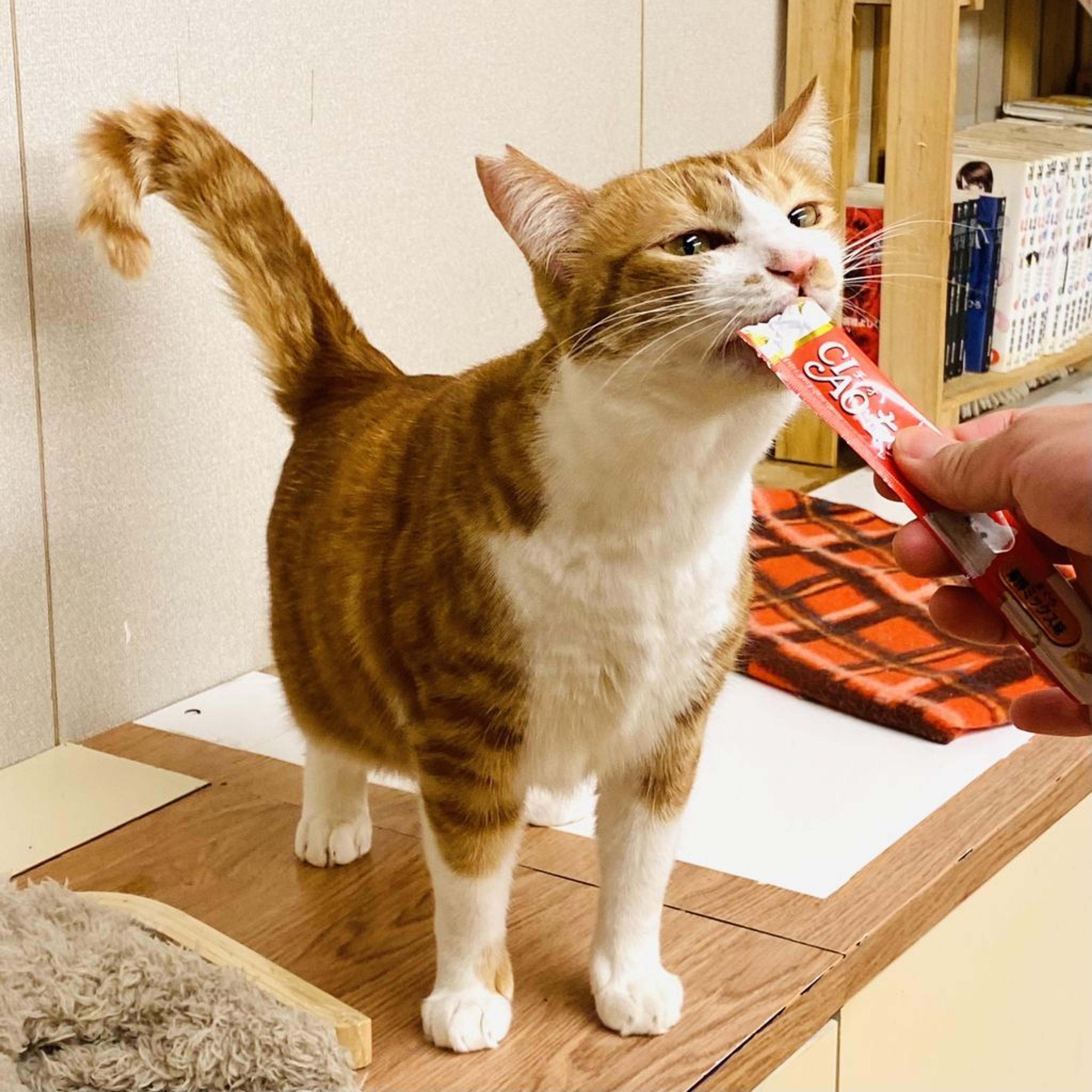 pet-image-3