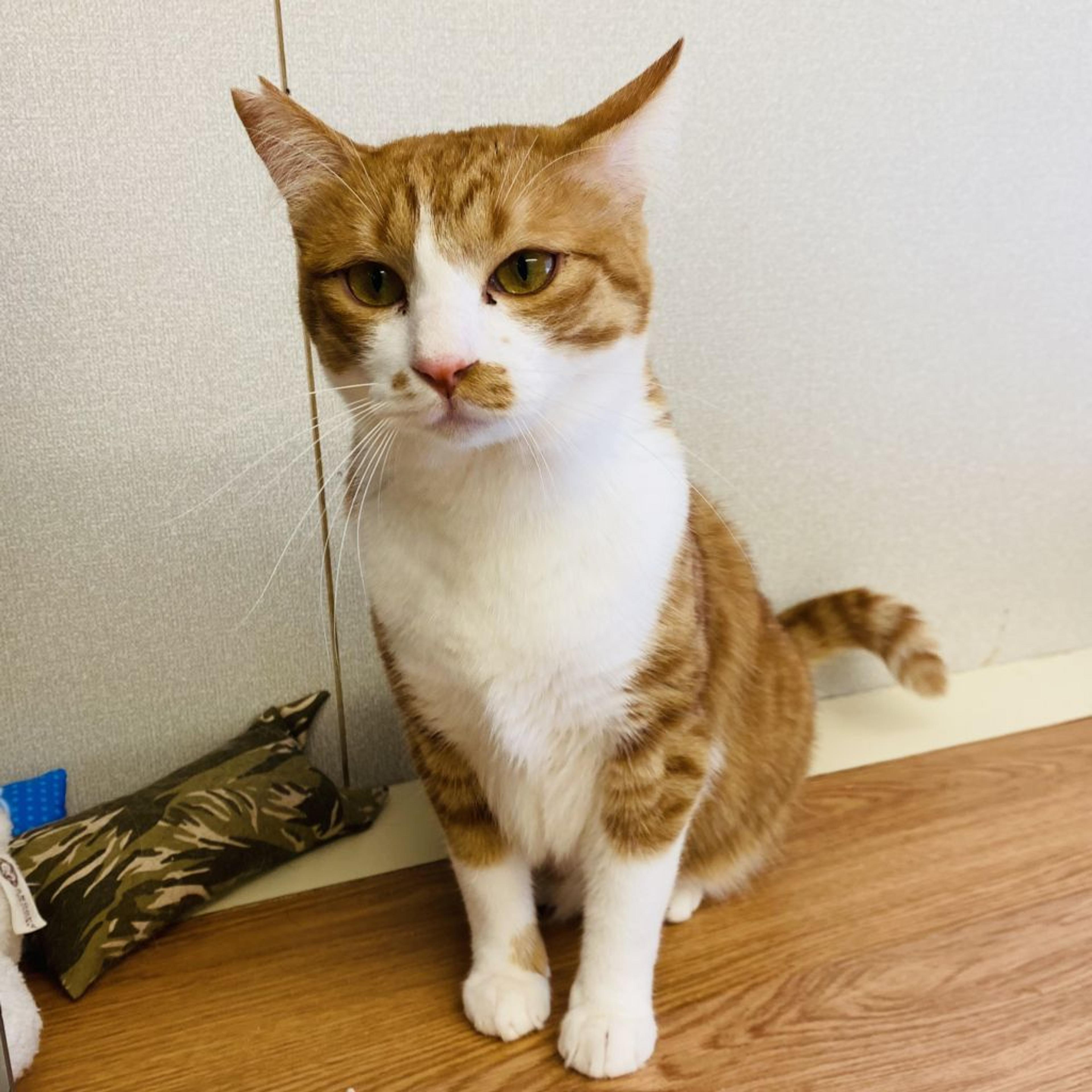 pet-image-4