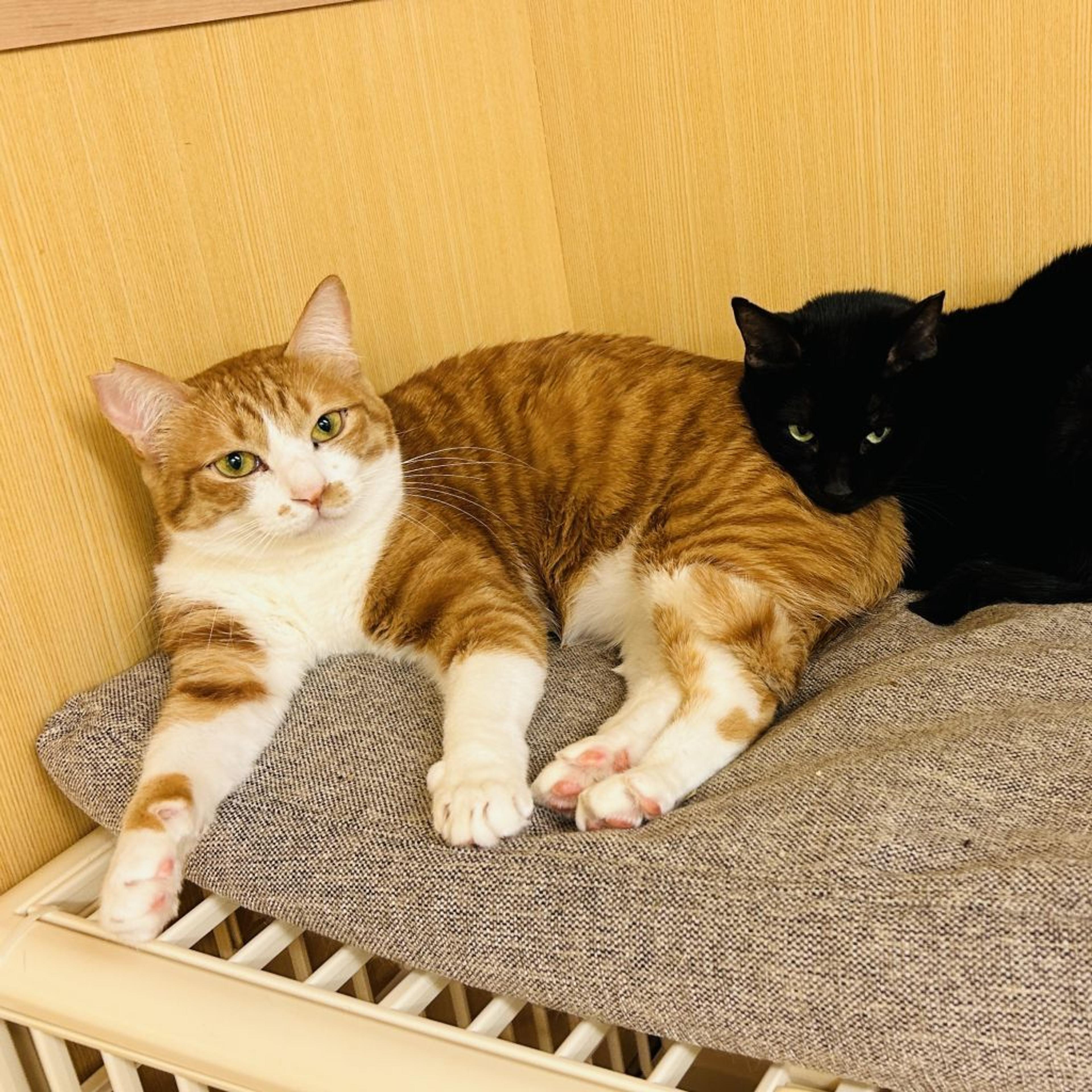 pet-image-5