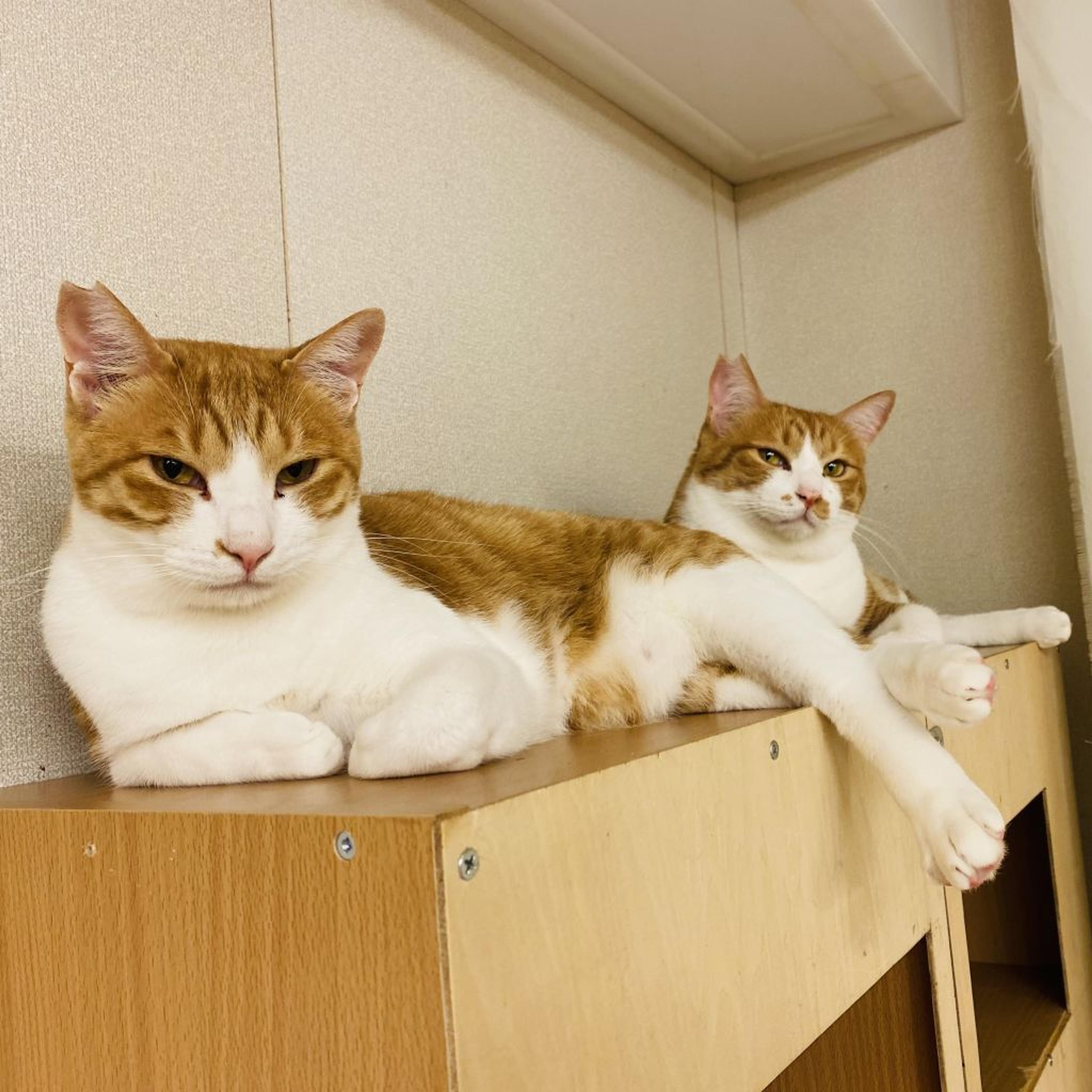 pet-image-6
