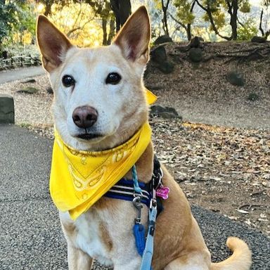 雑種（ミックス犬）・オスの里親募集の写真