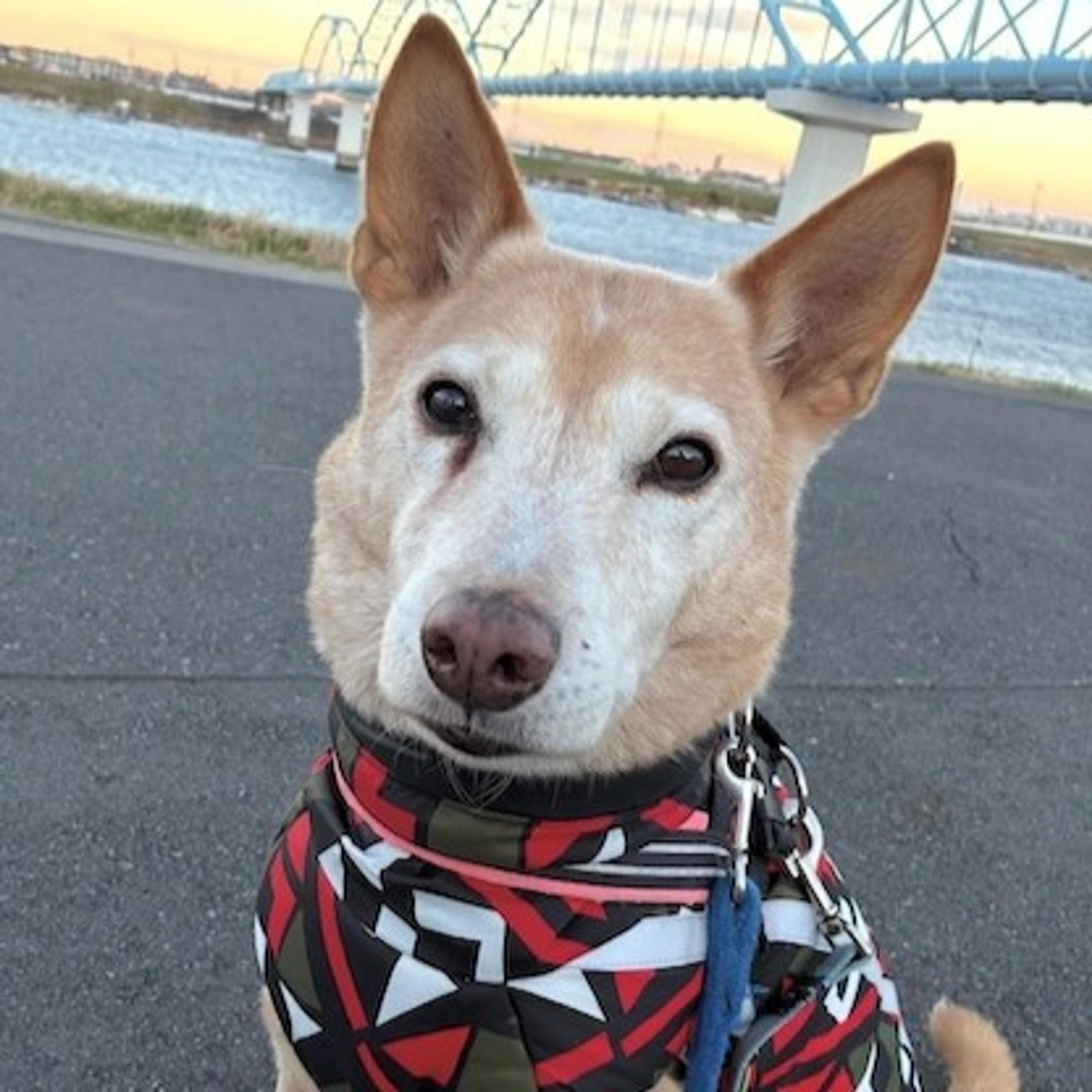 pet-image-3