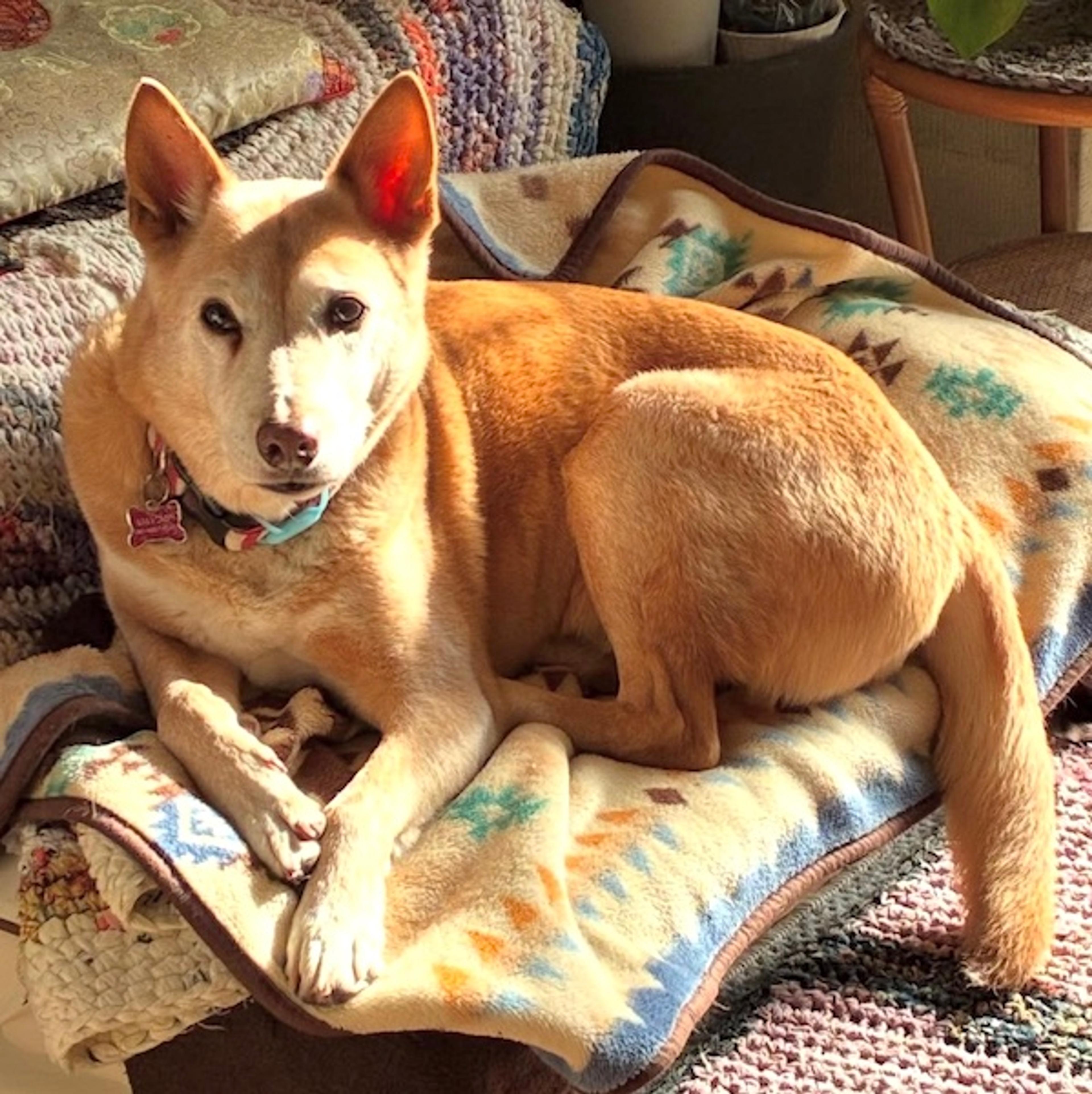 pet-image-4