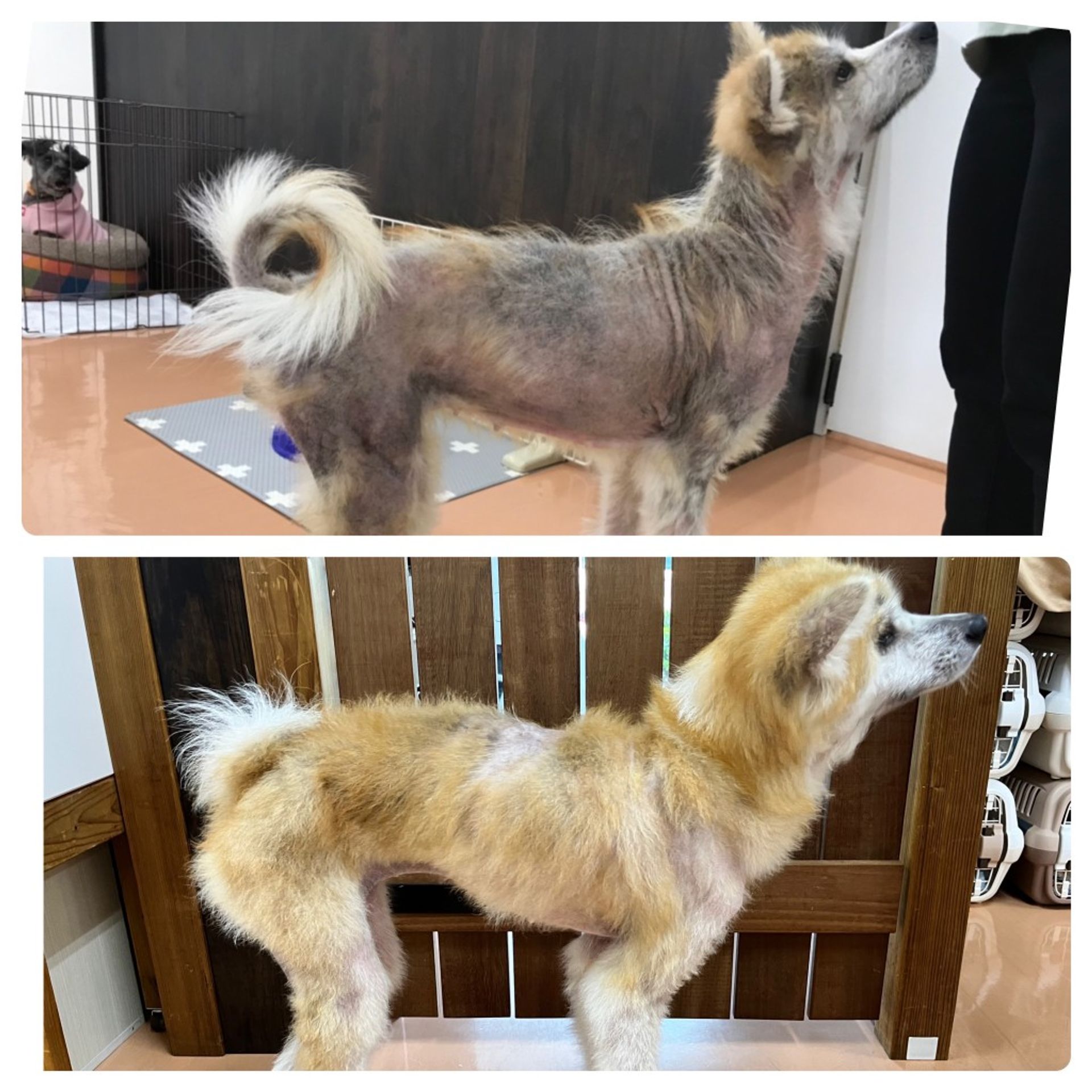 秋田犬・メスの里親募集の写真