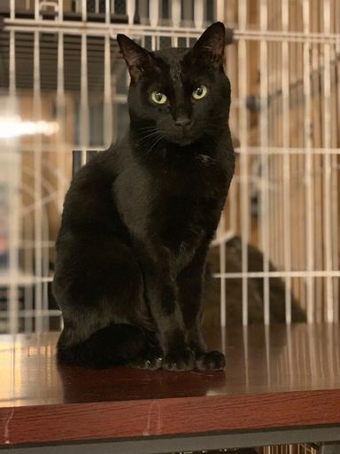 やまと　「11月15日譲渡会参加」