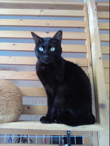 雑種（ミックス猫）・オスの里親募集の写真