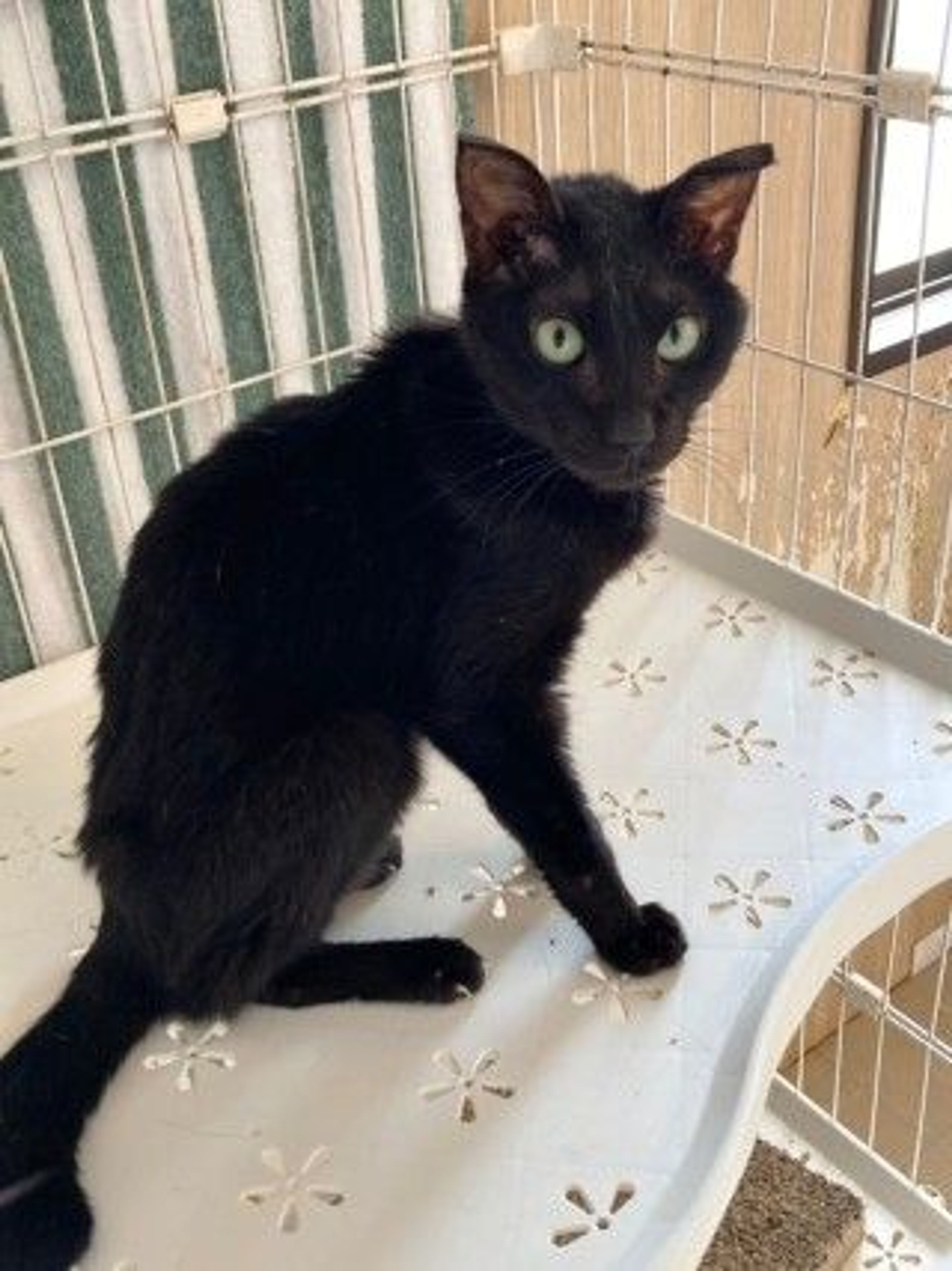 雑種（ミックス猫）・オスの里親募集の写真