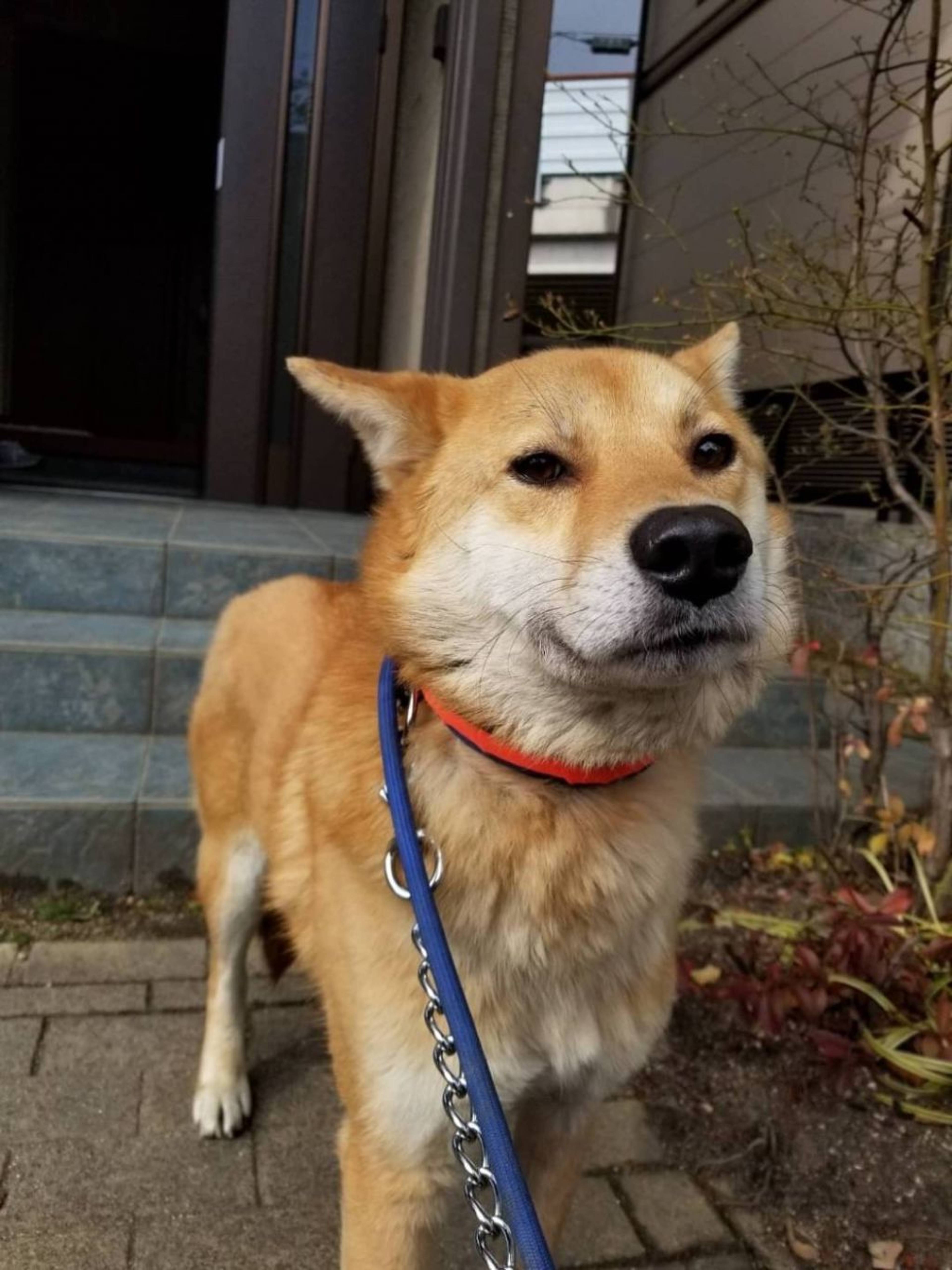 雑種（ミックス犬）・オスの里親募集の写真