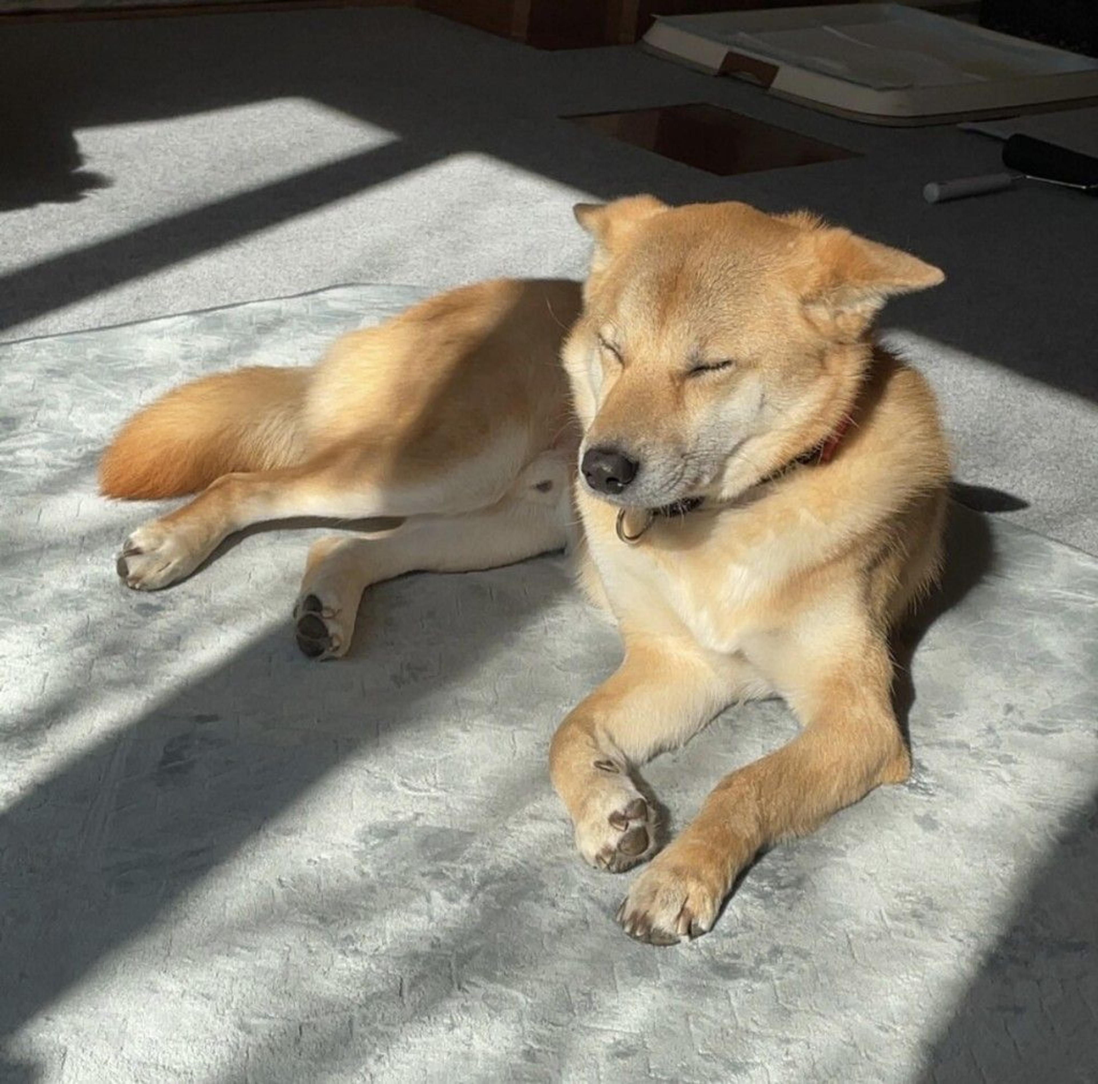 pet-image-5