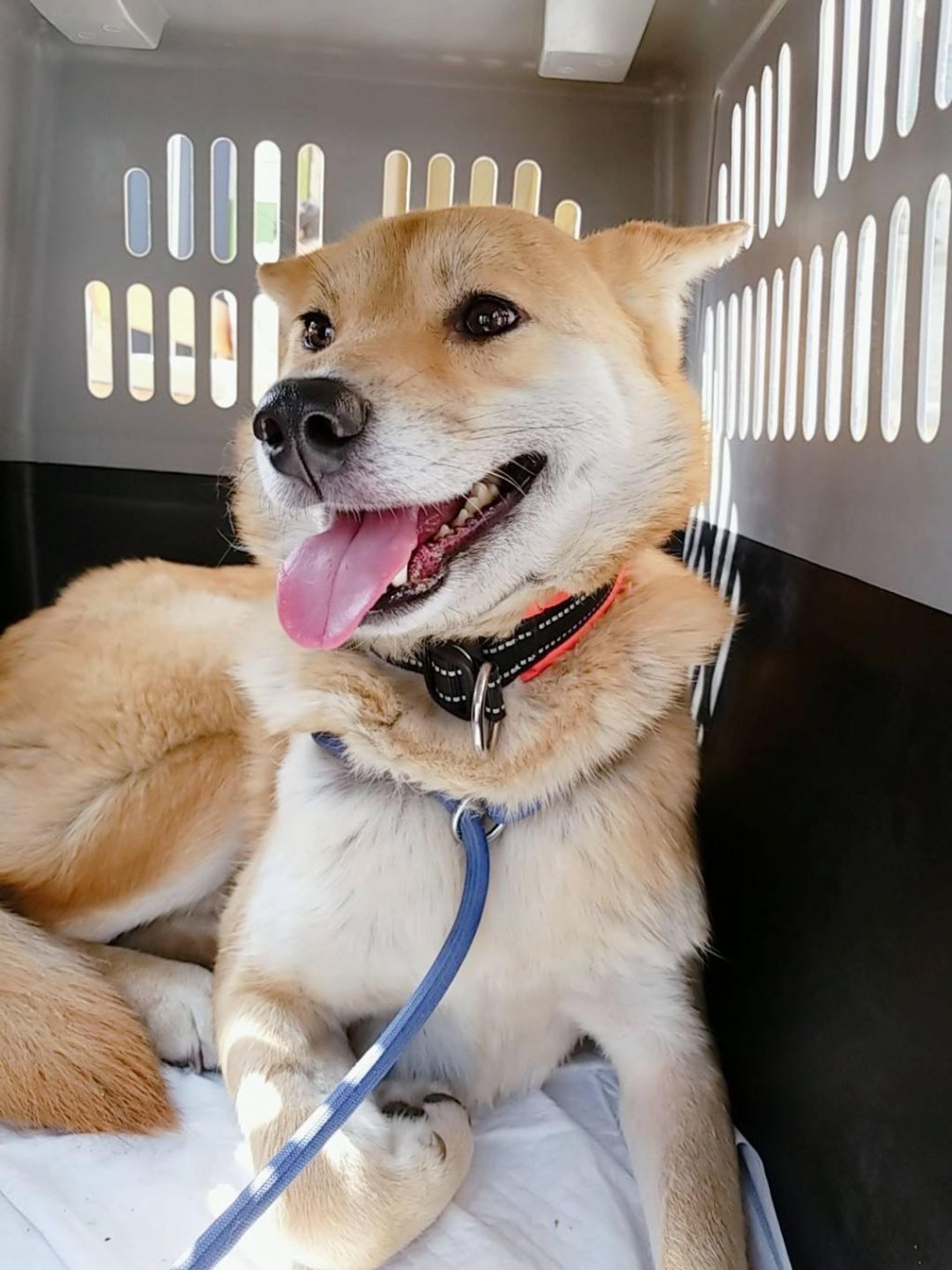 pet-image-6