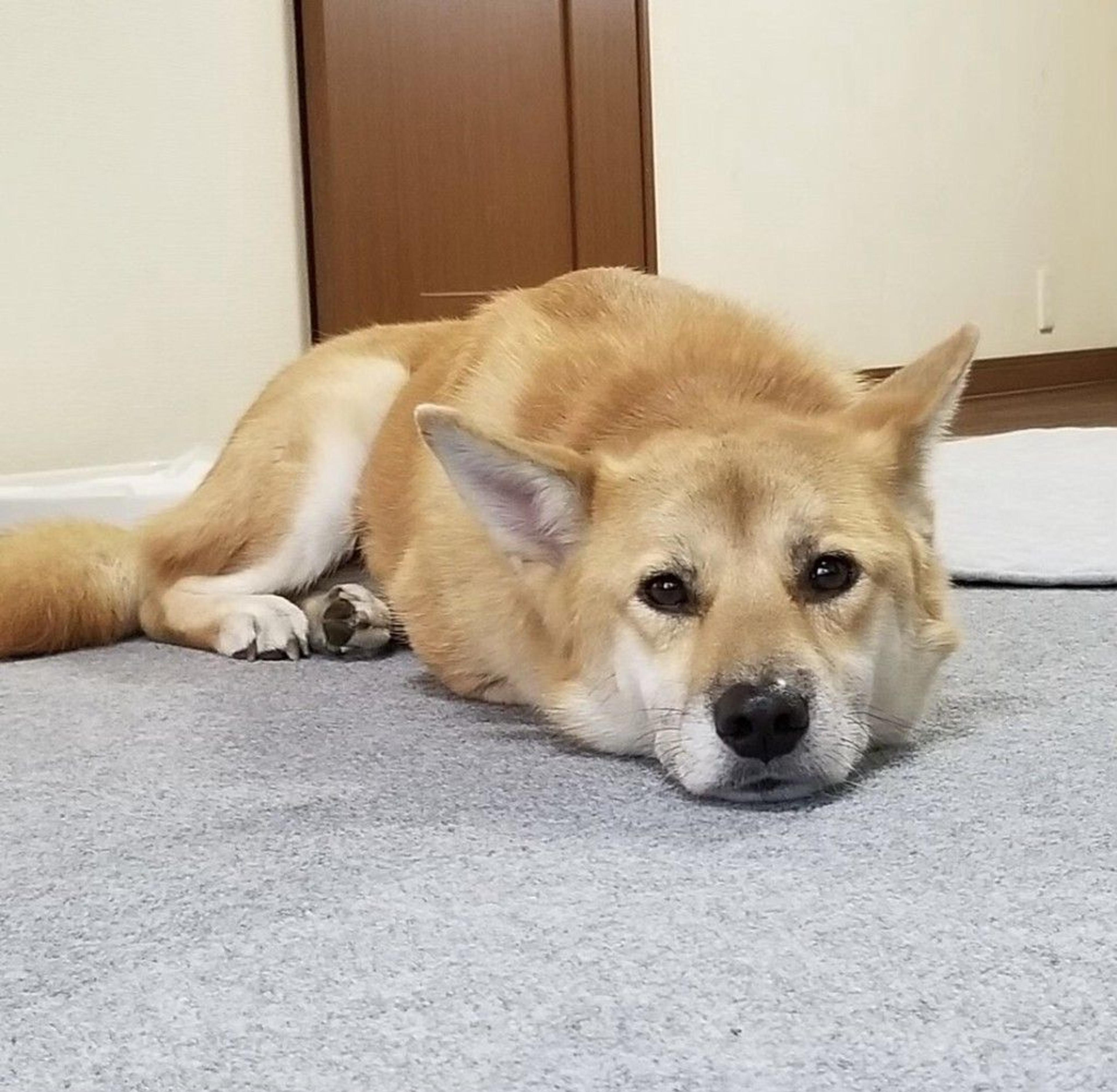 pet-image-9
