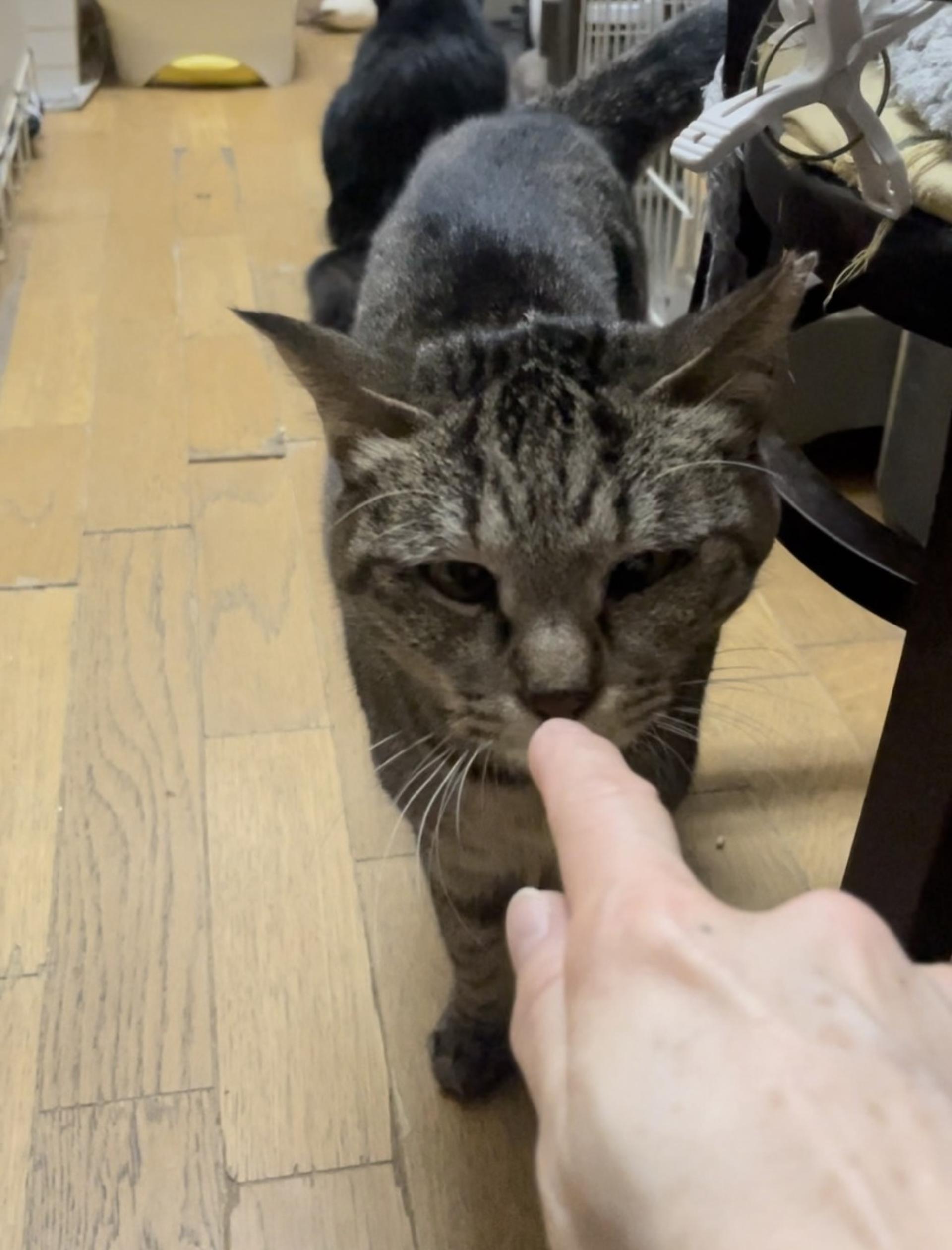 pet-image-5