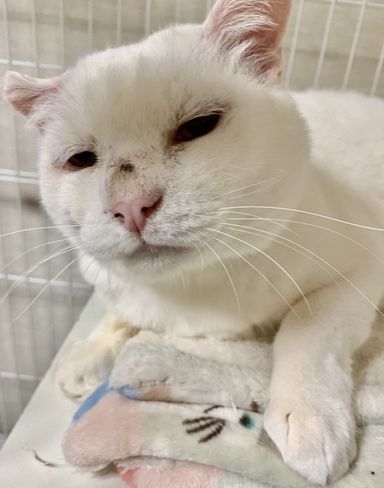 日本猫・オスの里親募集の写真